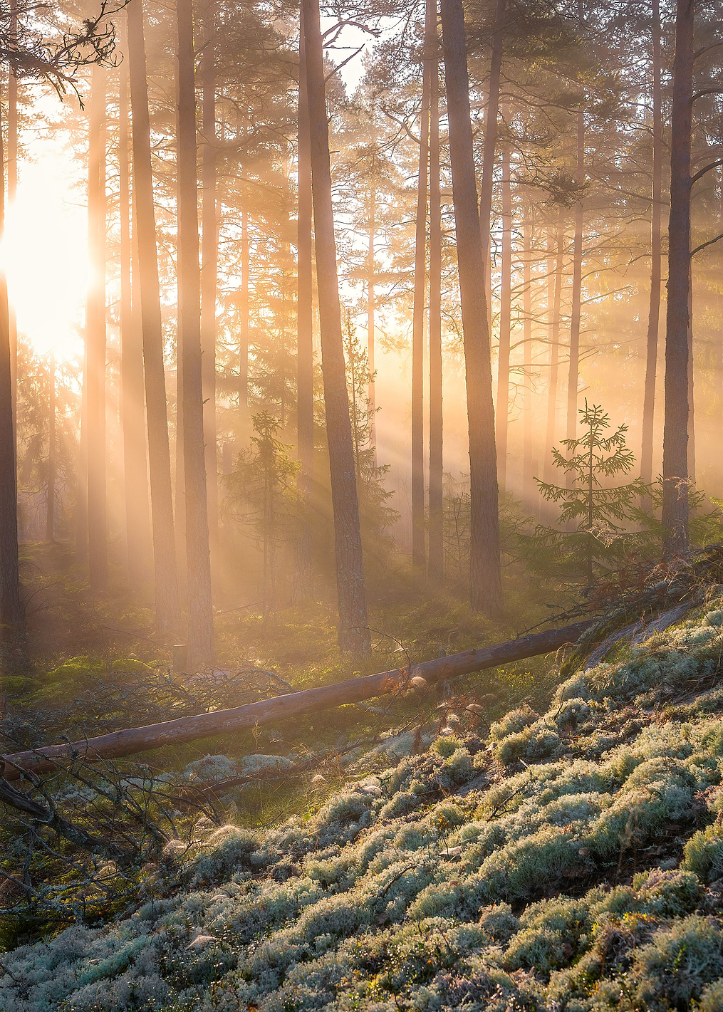 Fog in the forest: постер из коллекции World Class Photos