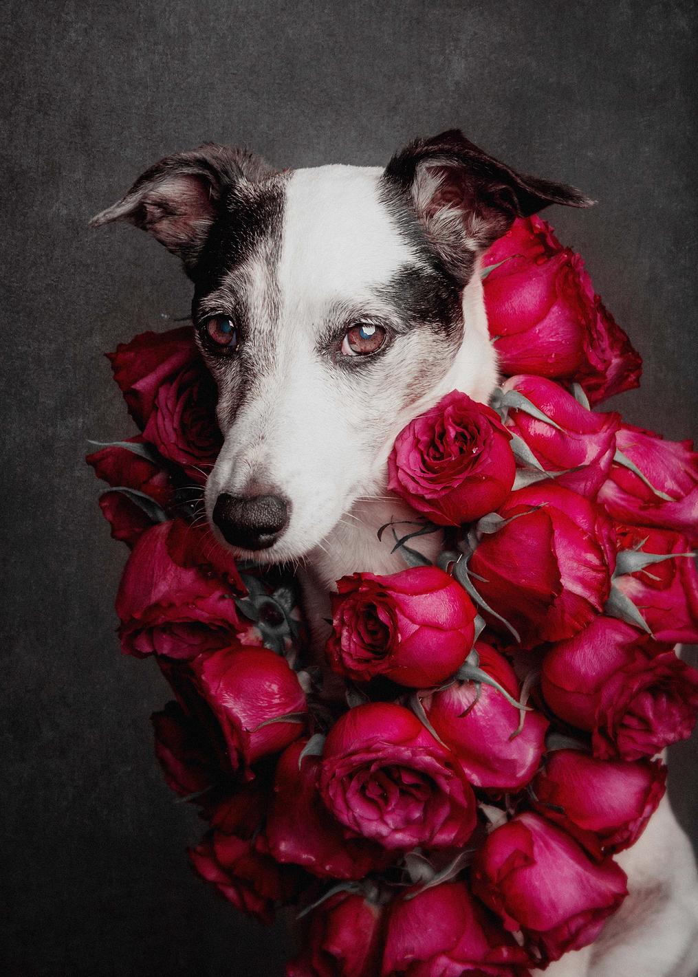 Rose Queen II: постер из коллекции World Class Photos