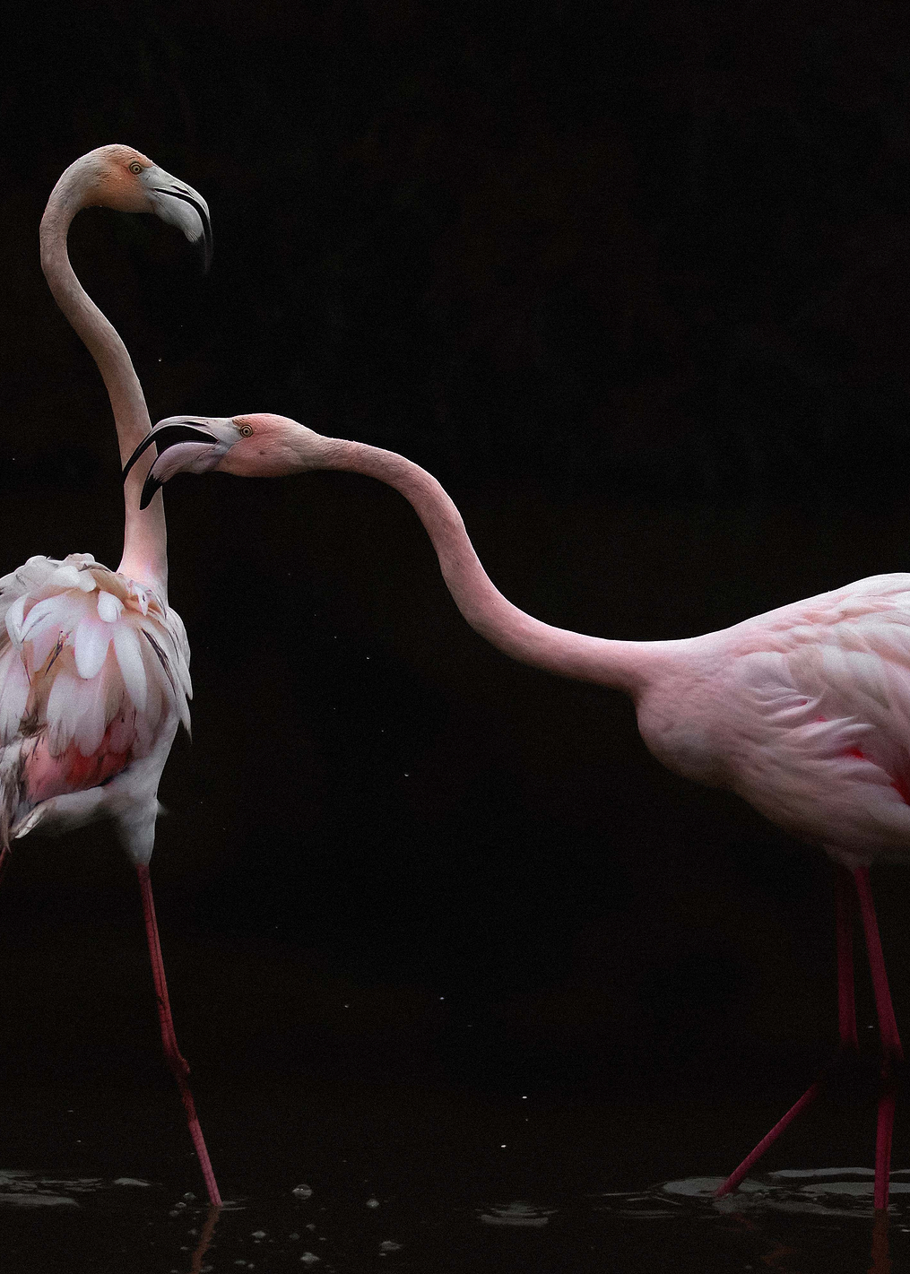 Not all is rosy: постер из коллекции World Class Photos