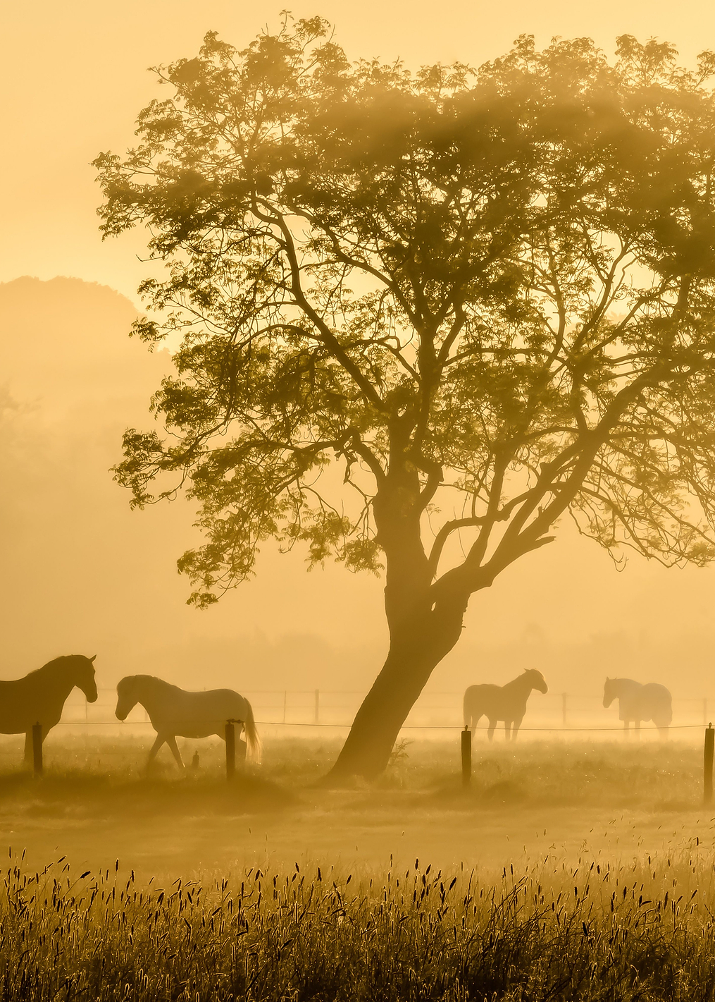 Golden Horses: постер из коллекции World Class Photos