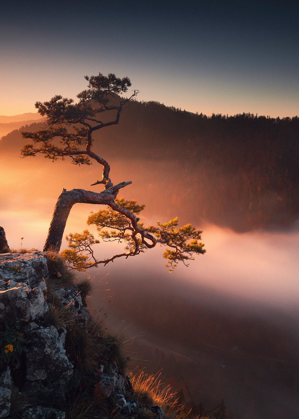 Lonely Tree: постер из коллекции World Class Photos
