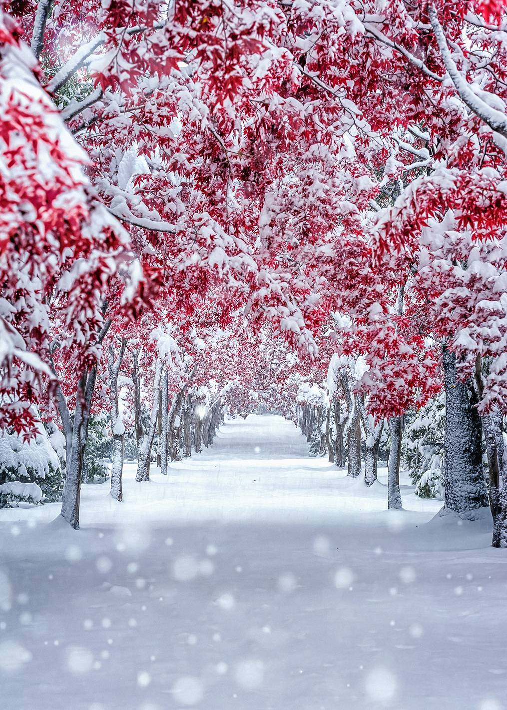 Snowy Maples: постер из коллекции World Class Photos