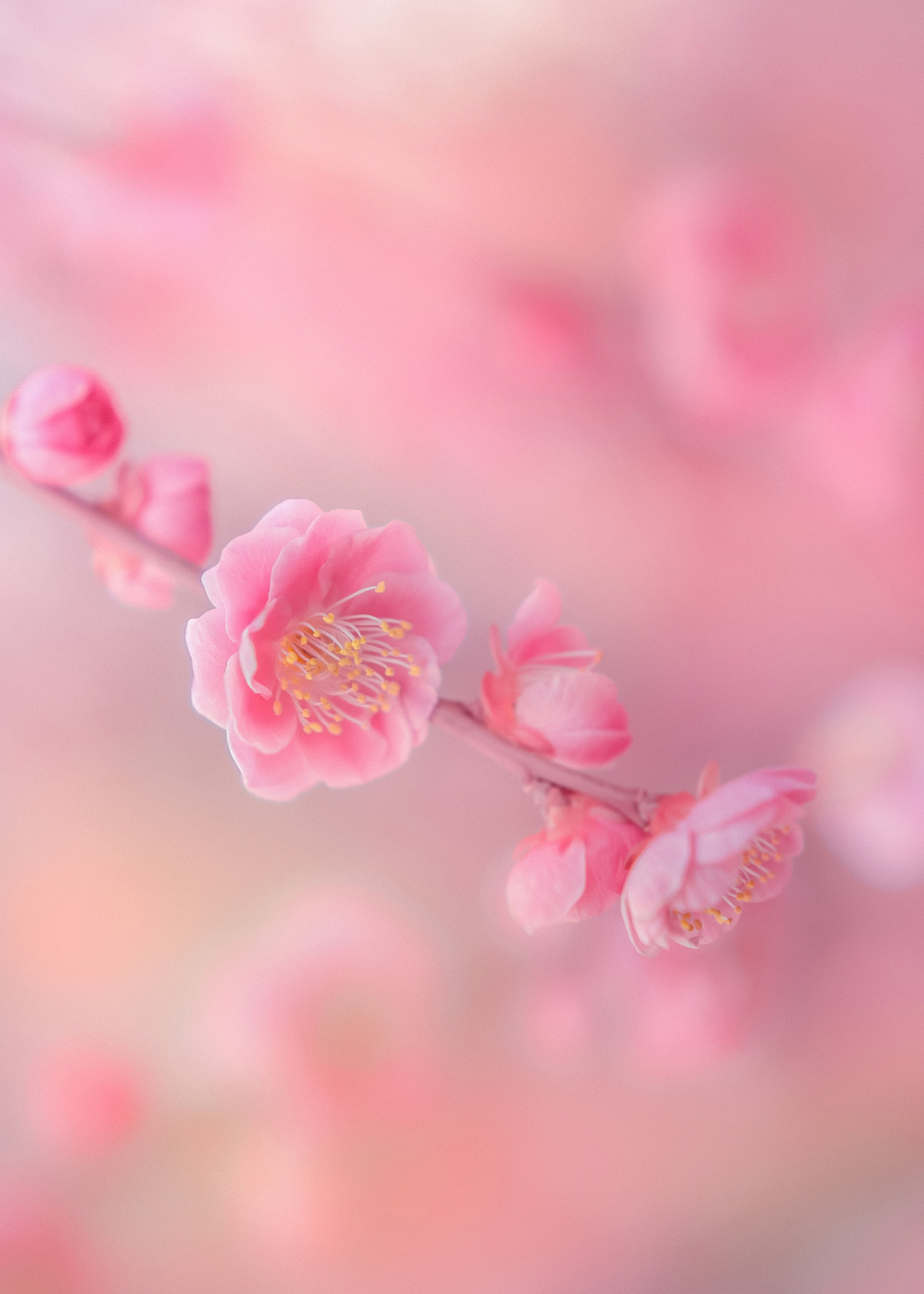 Cherry Blossom: постер из коллекции World Class Photos