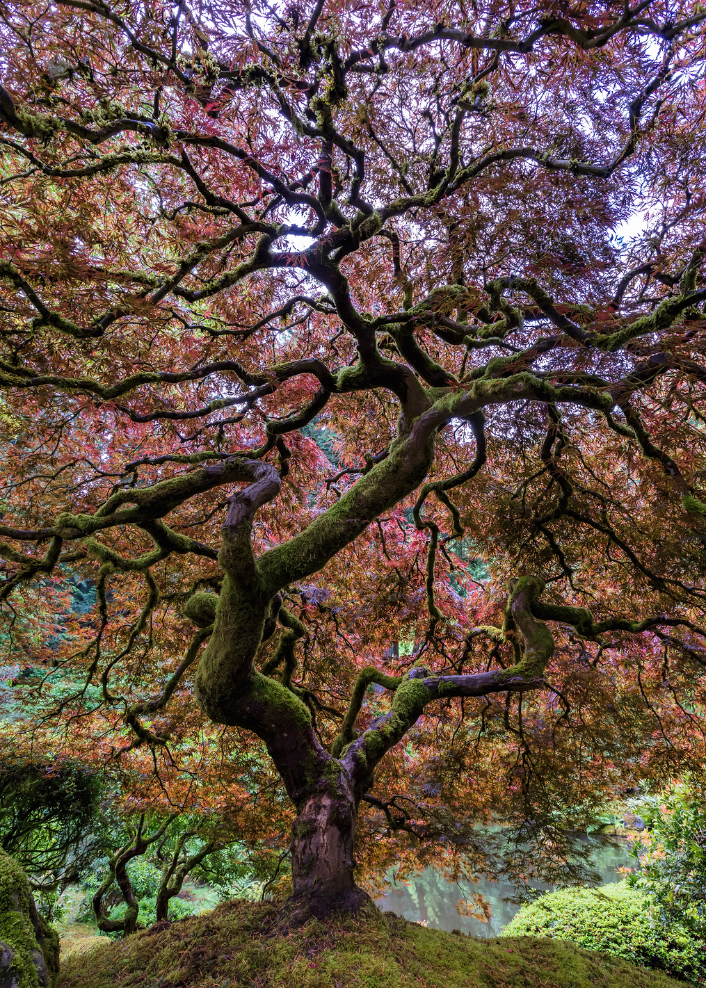 Japanese Maple Tree: постер из коллекции World Class Photos