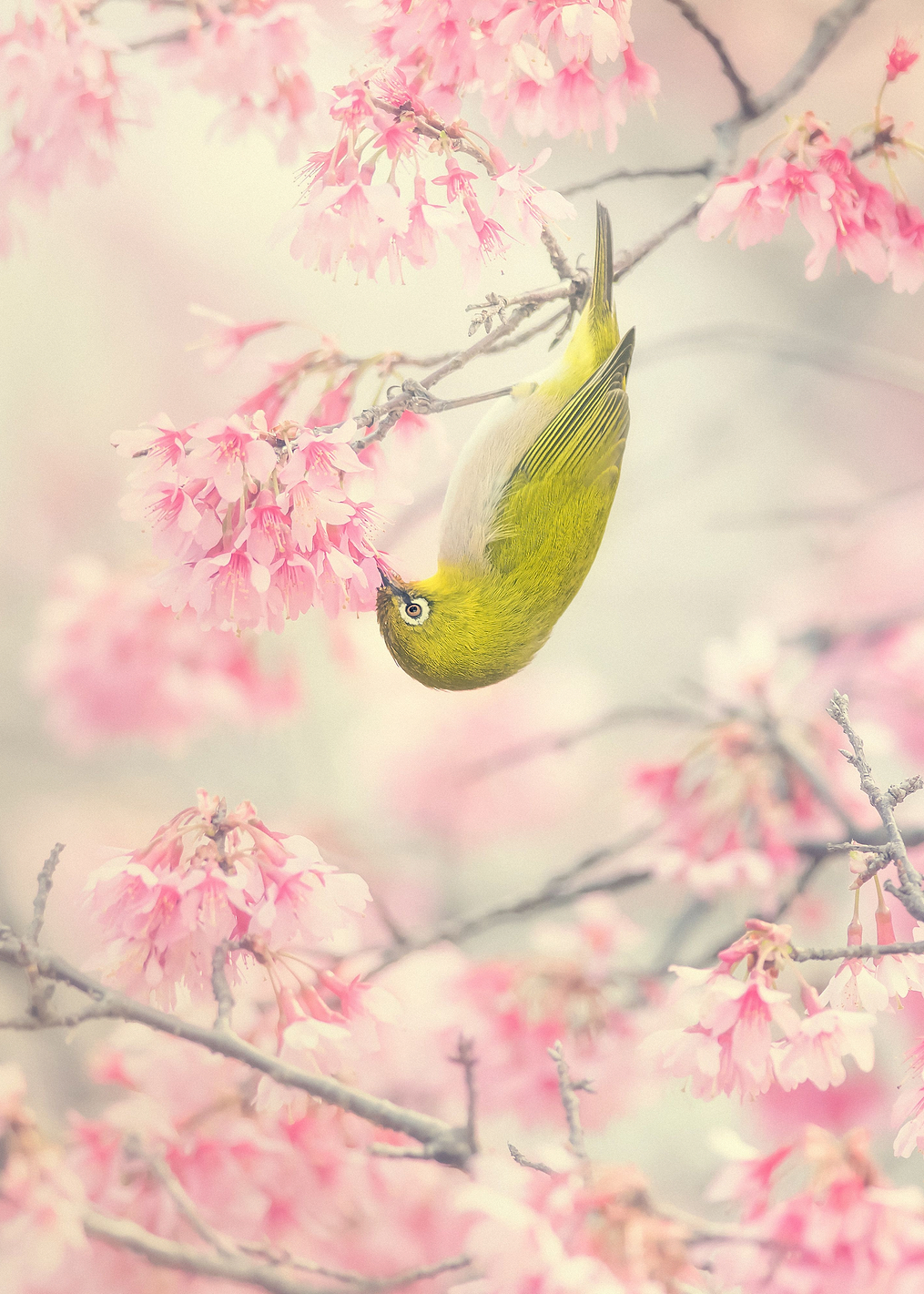 Cherry blossom bird: постер из коллекции World Class Photos
