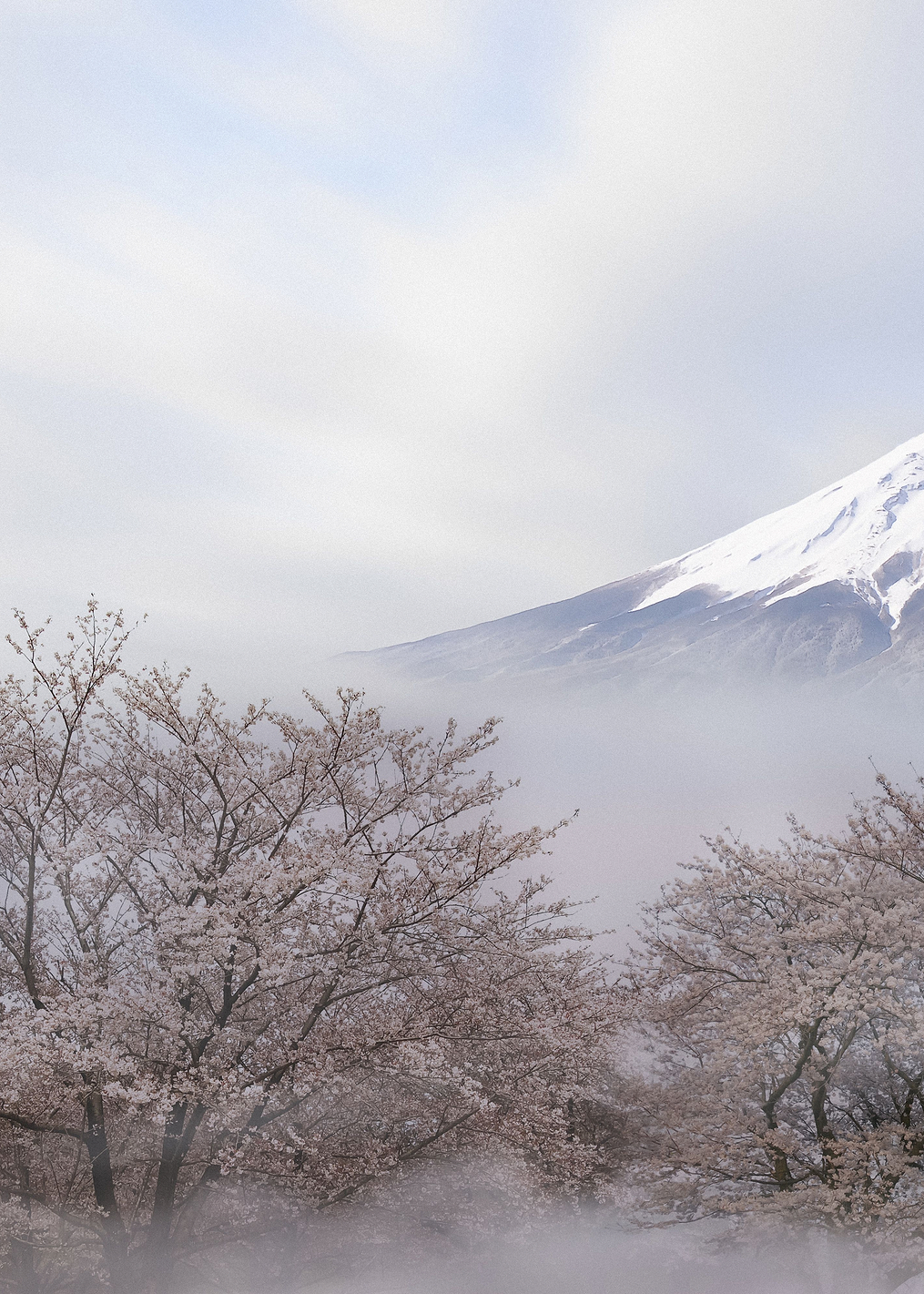 Mount Fuji in spring: постер из коллекции World Class Photos