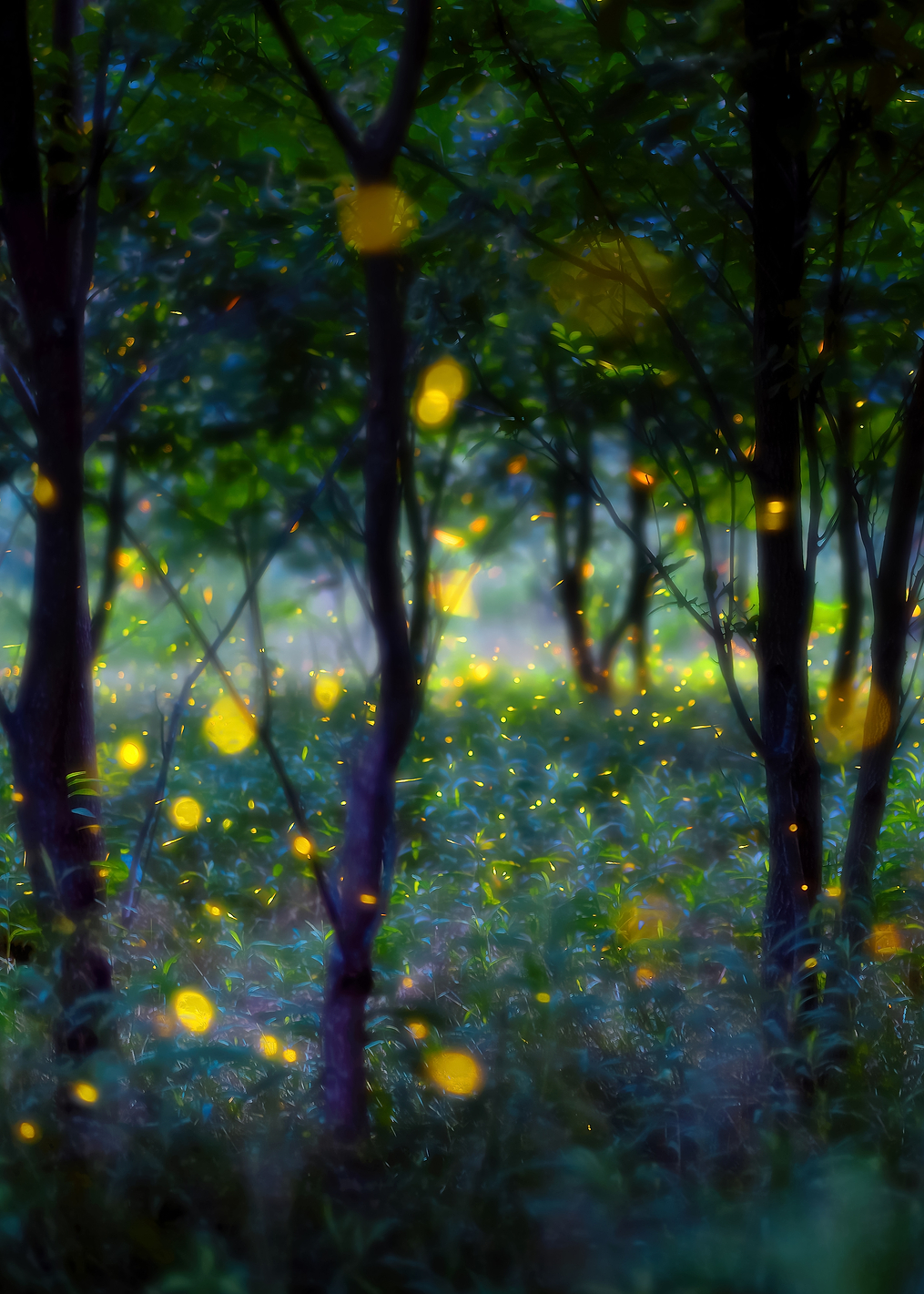 Magic fireflies: постер из коллекции World Class Photos