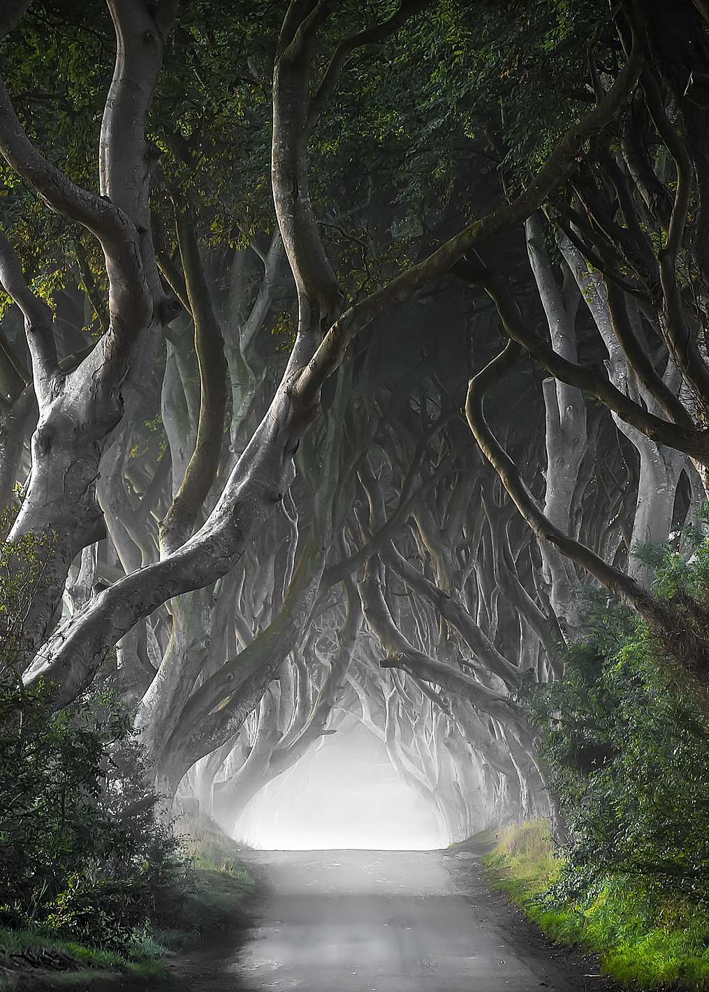 Dark Hedges: постер из коллекции World Class Photos