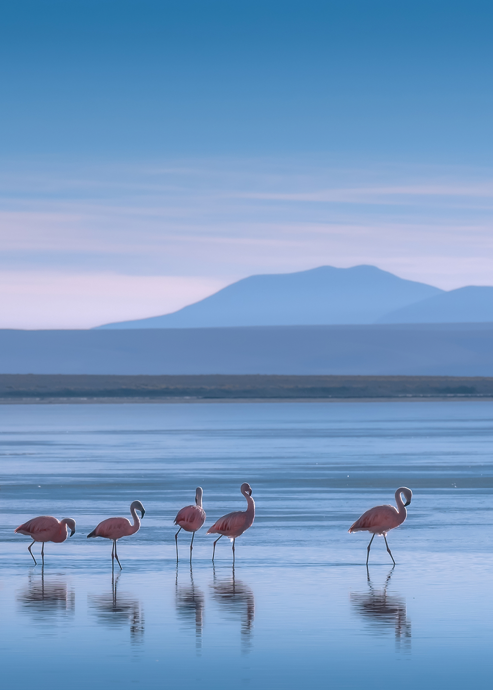 Flamingoes: постер из коллекции World Class Photos