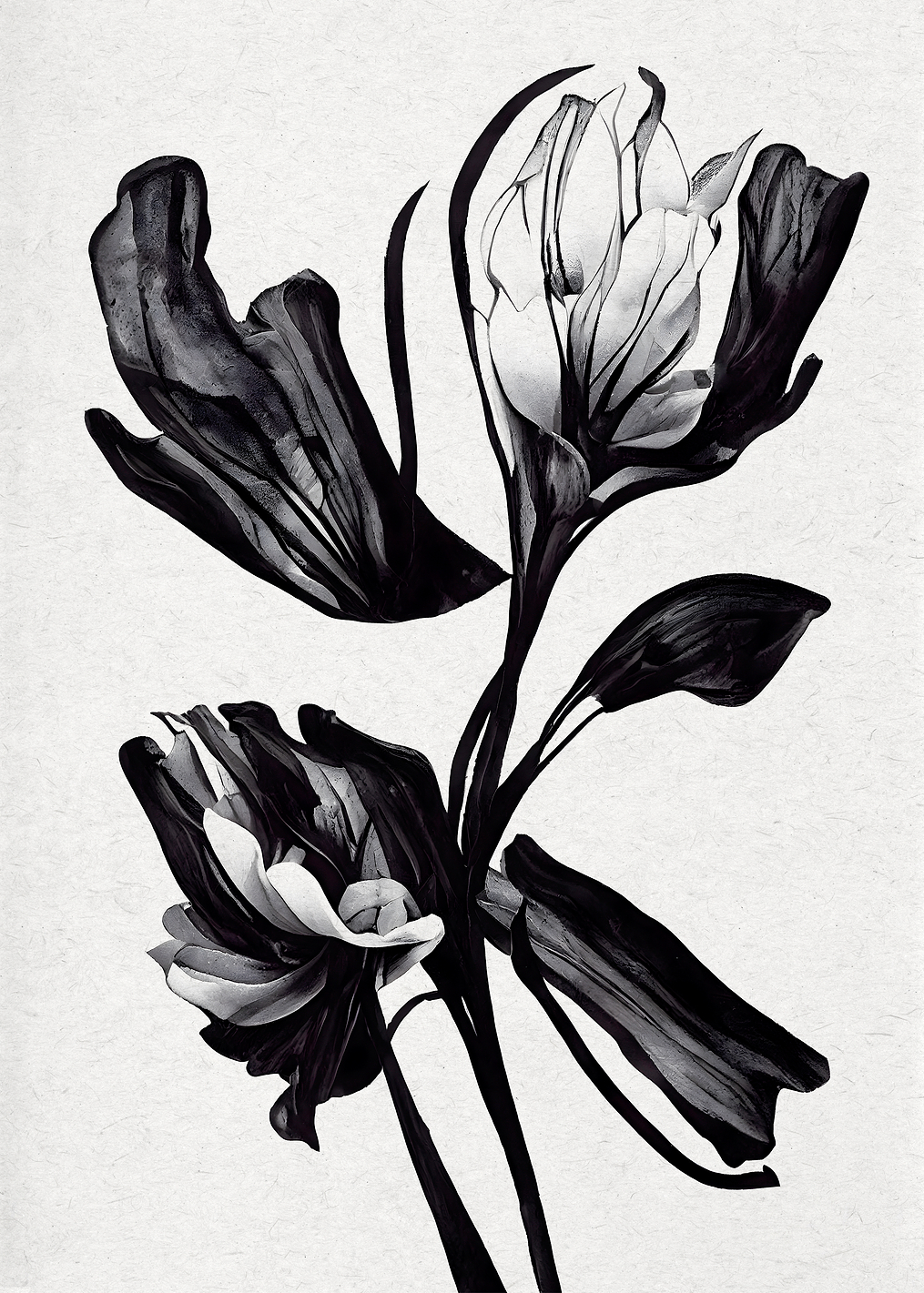 Black Flower: постер из коллекции World Class Photos