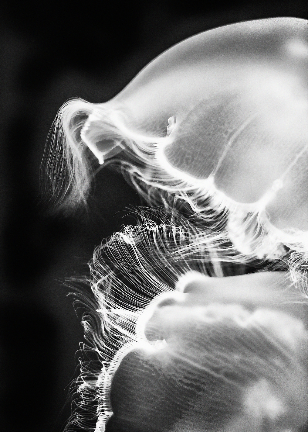B&W Jellyfish: постер из коллекции World Class Photos