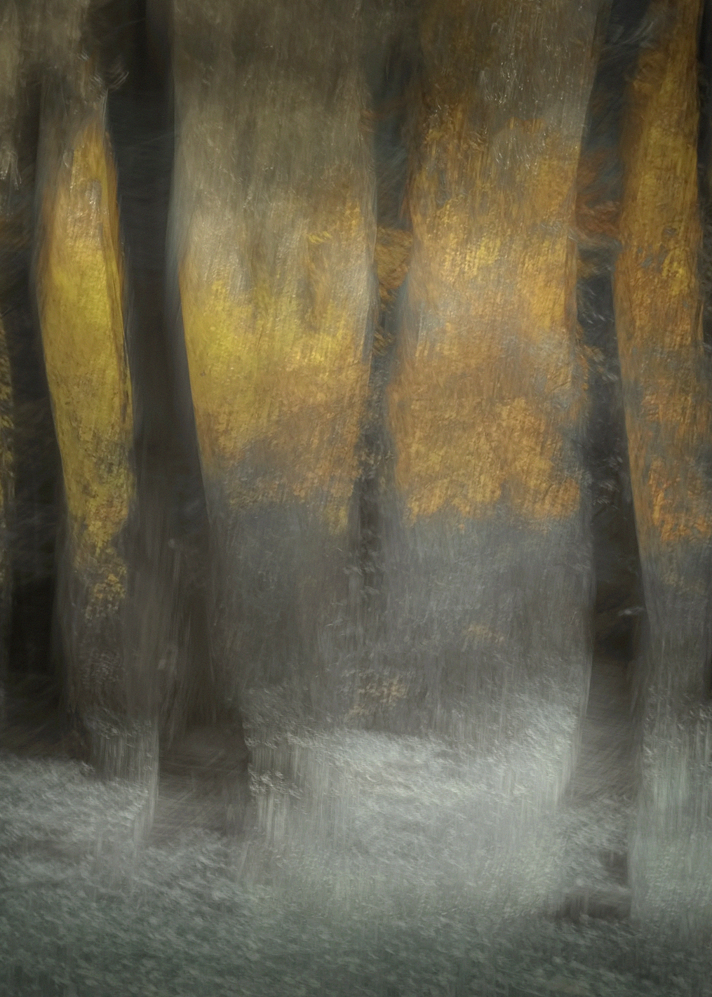 Dancing Trees: постер из коллекции World Class Photos