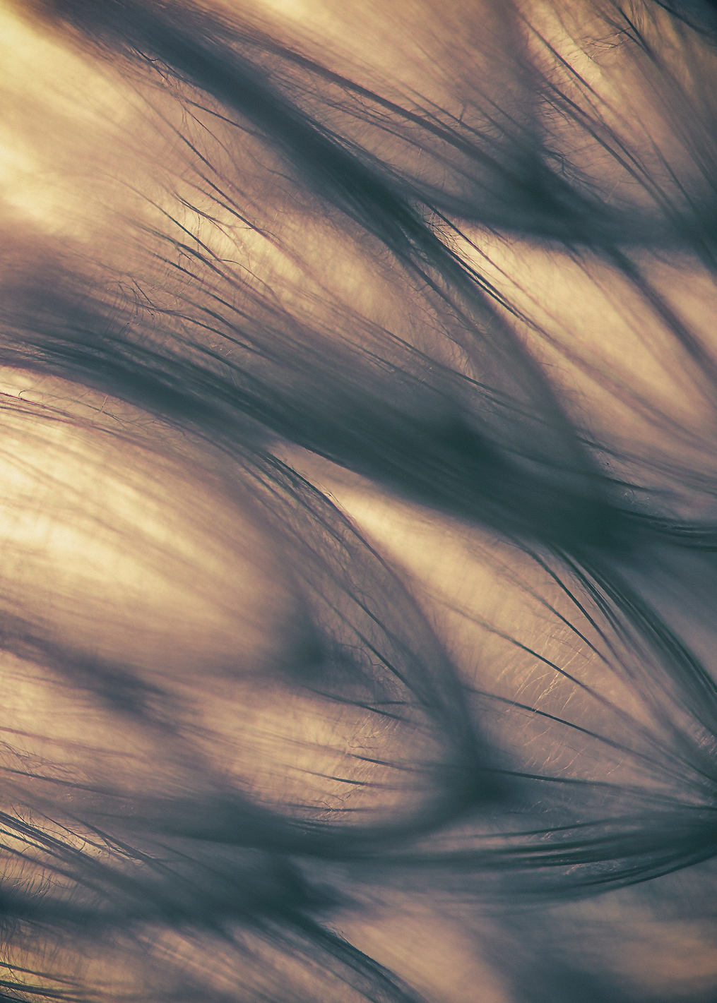 Dandelion closeup: постер из коллекции World Class Photos