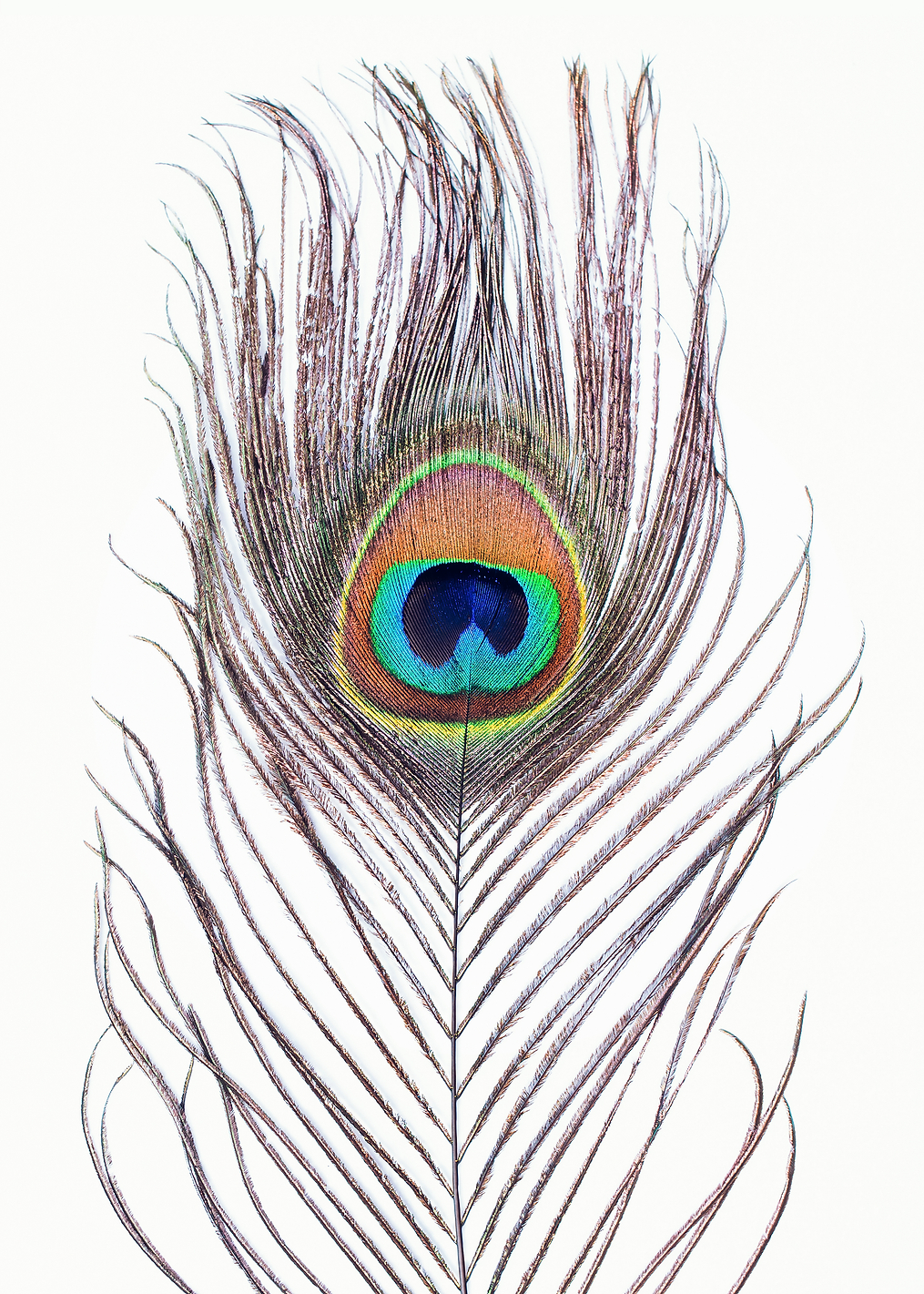 Peacock Feather: постер из коллекции World Class Photos