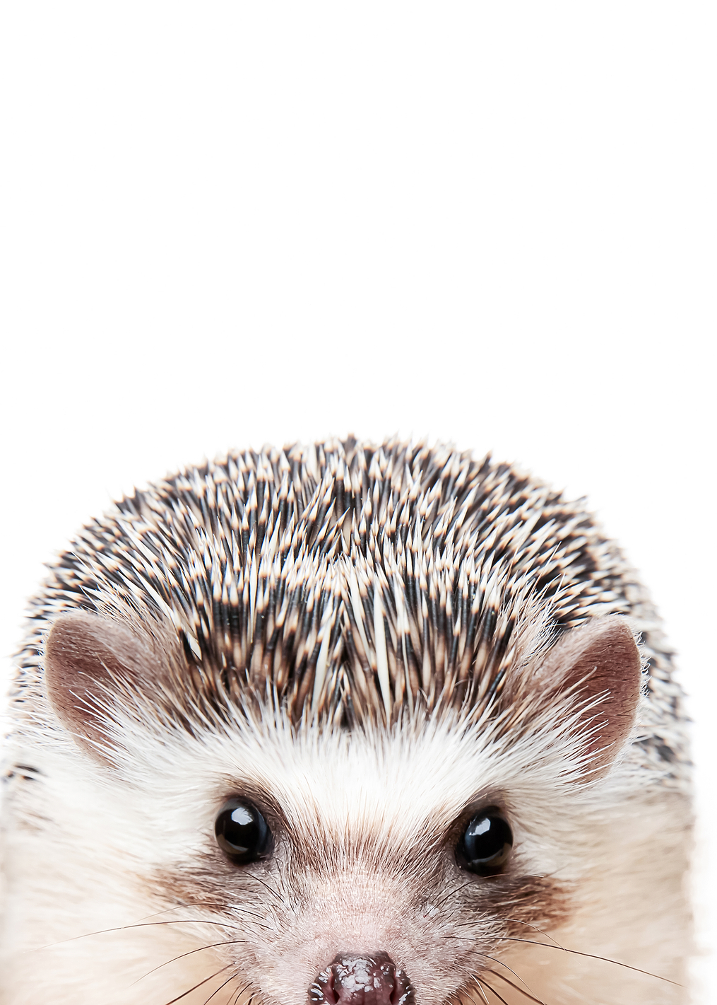 Peeking Hedgehog: постер из коллекции World Class Photos