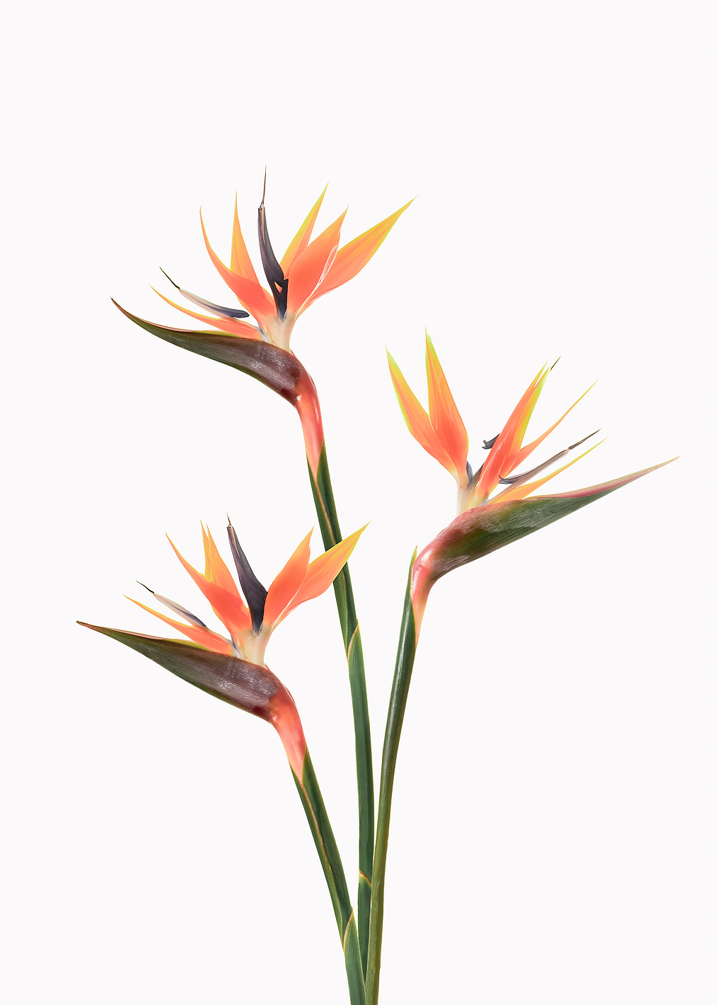 Birds of Paradise: постер из коллекции World Class Photos