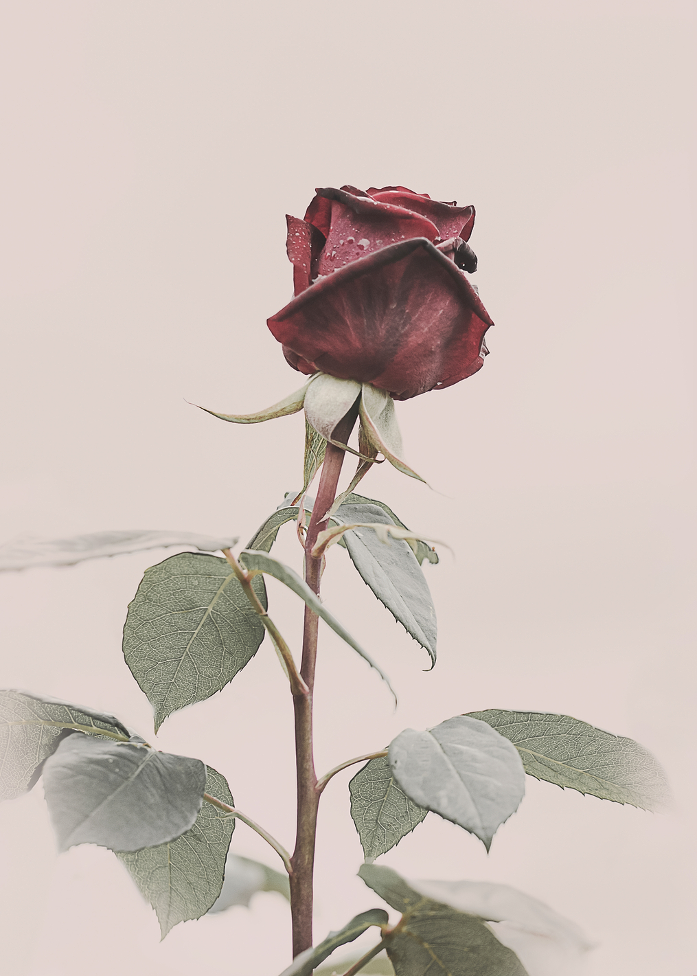 Rose: постер из коллекции World Class Photos