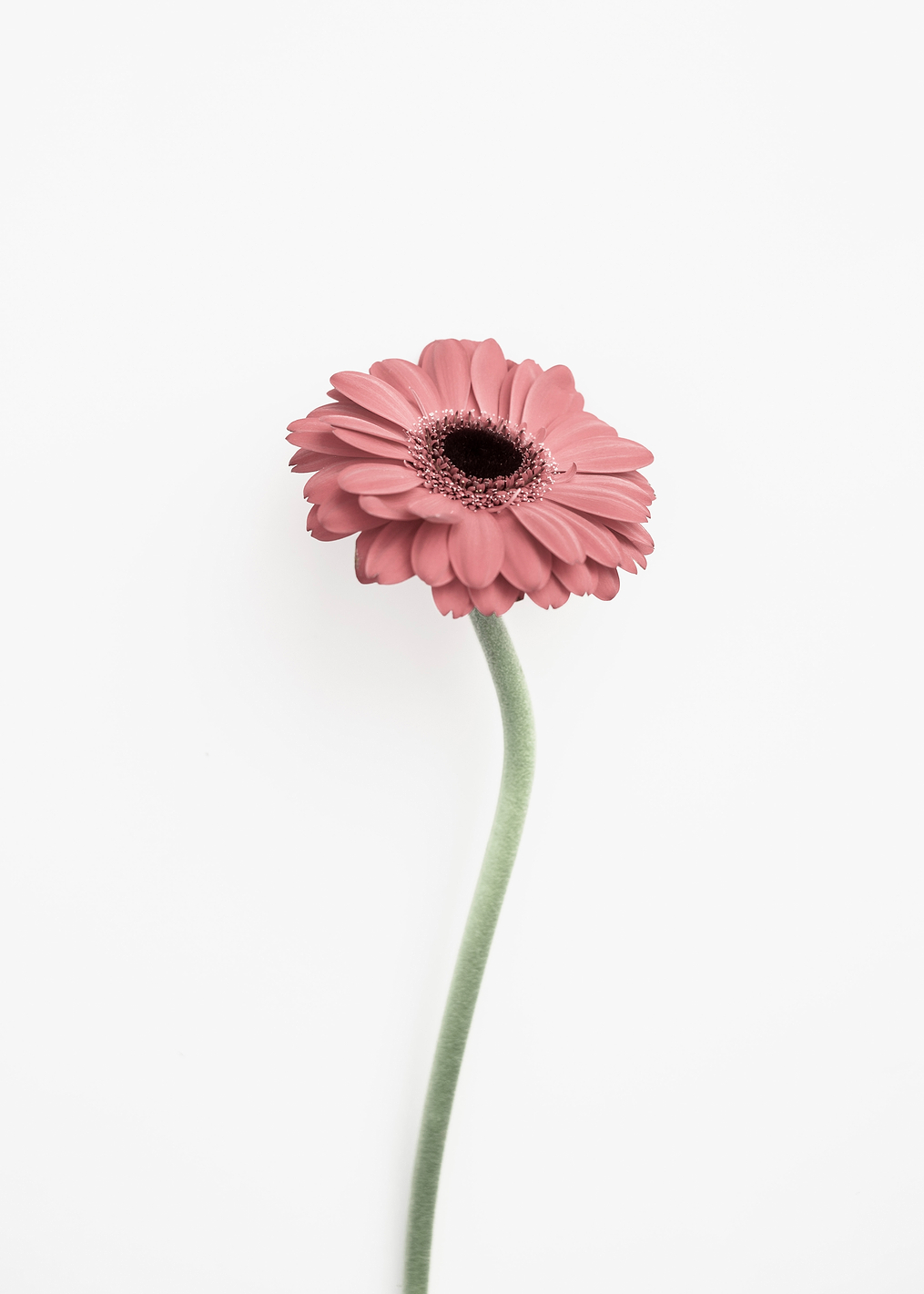 Pink Gerbera: постер из коллекции World Class Photos