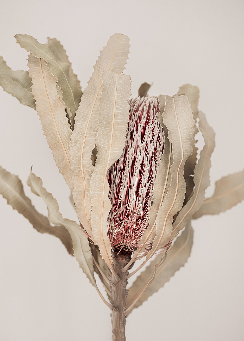 Banksia: постер из коллекции World Class Photos