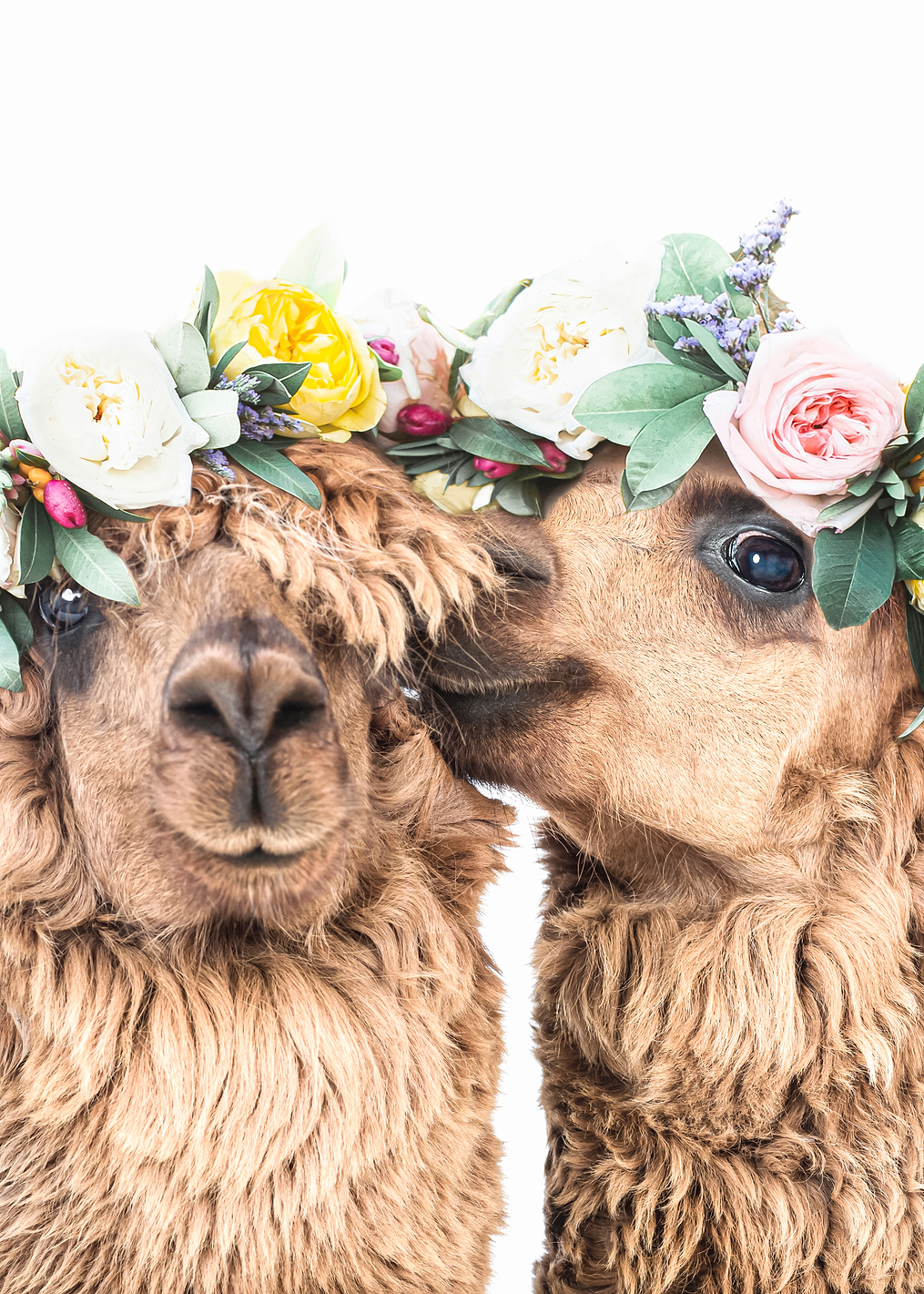 Boho Alpacas: постер из коллекции World Class Photos