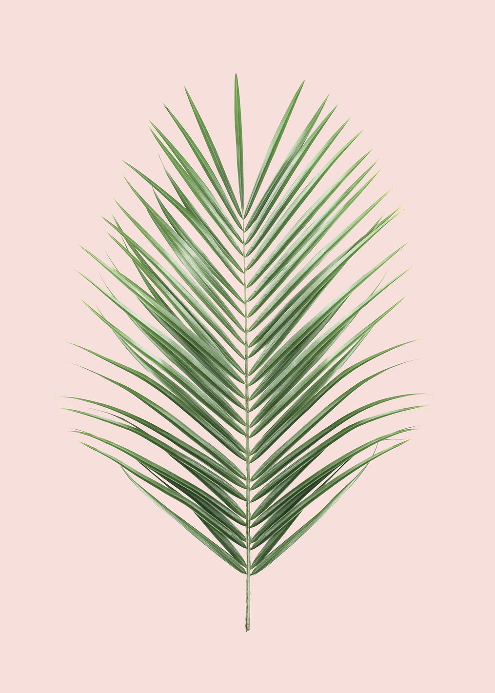 Palm Leaf Blush: постер из коллекции World Class Photos