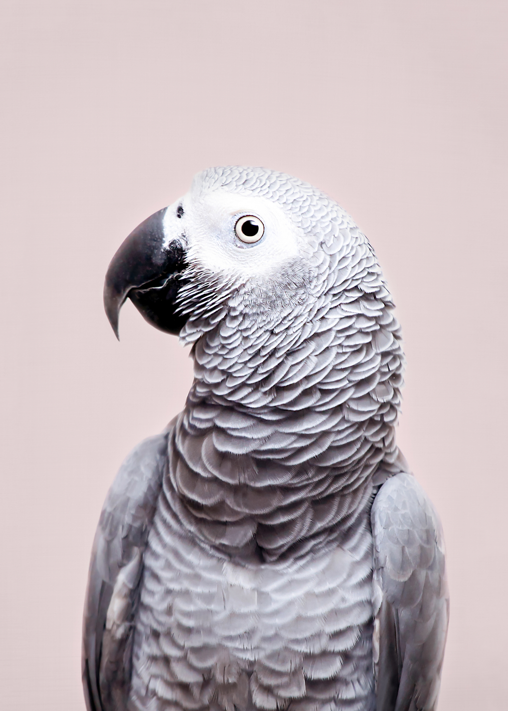 African Grey: постер из коллекции World Class Photos