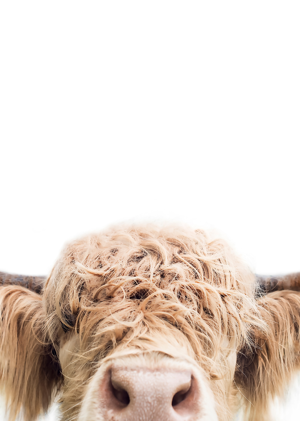 Peeking Cow: постер из коллекции World Class Photos