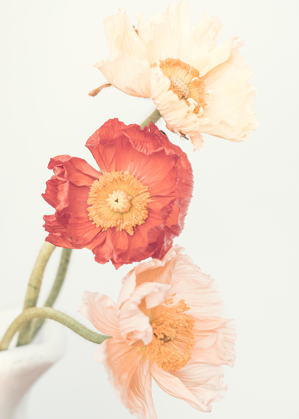 Poppies: постер из коллекции World Class Photos