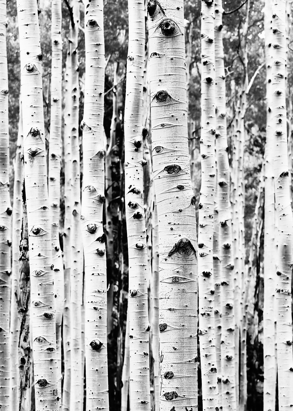 Birches: постер из коллекции World Class Photos