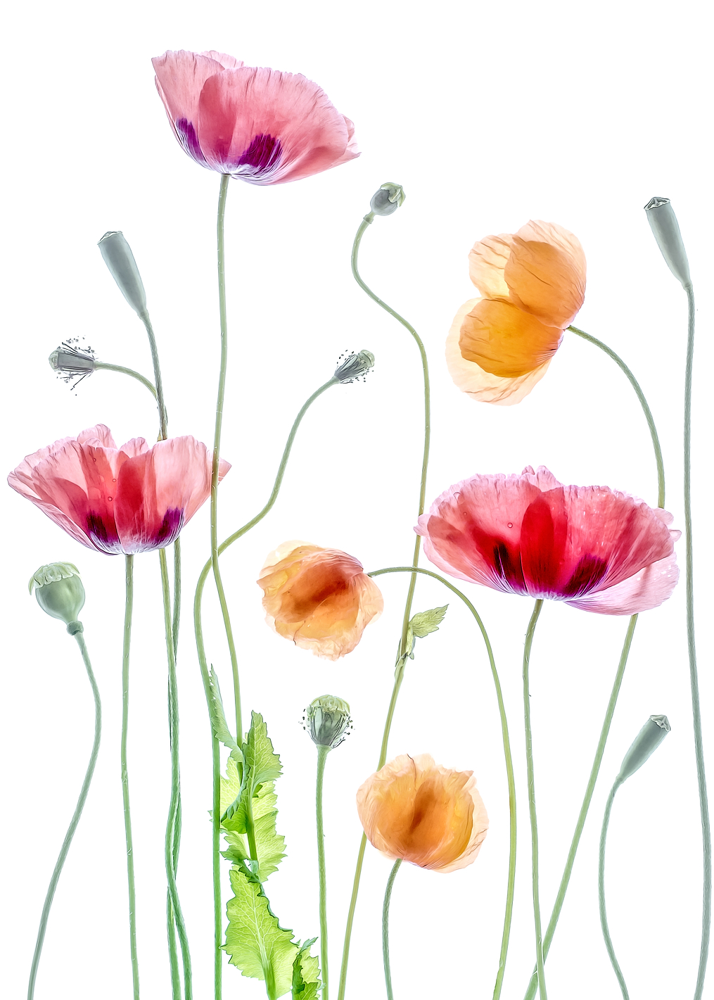 Poppies: постер из коллекции World Class Photos