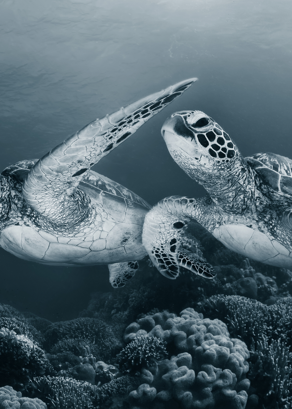 Twin dance: постер из коллекции World Class Photos