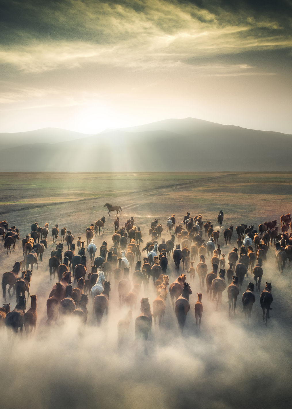 Wild Horses: постер из коллекции World Class Photos