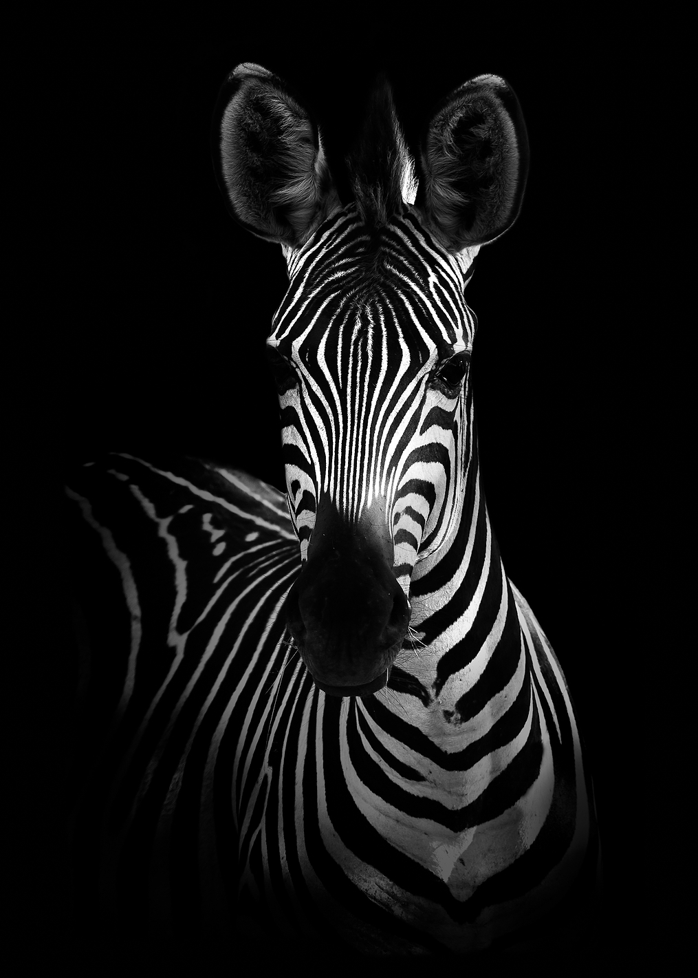 The Zebra: постер из коллекции World Class Photos