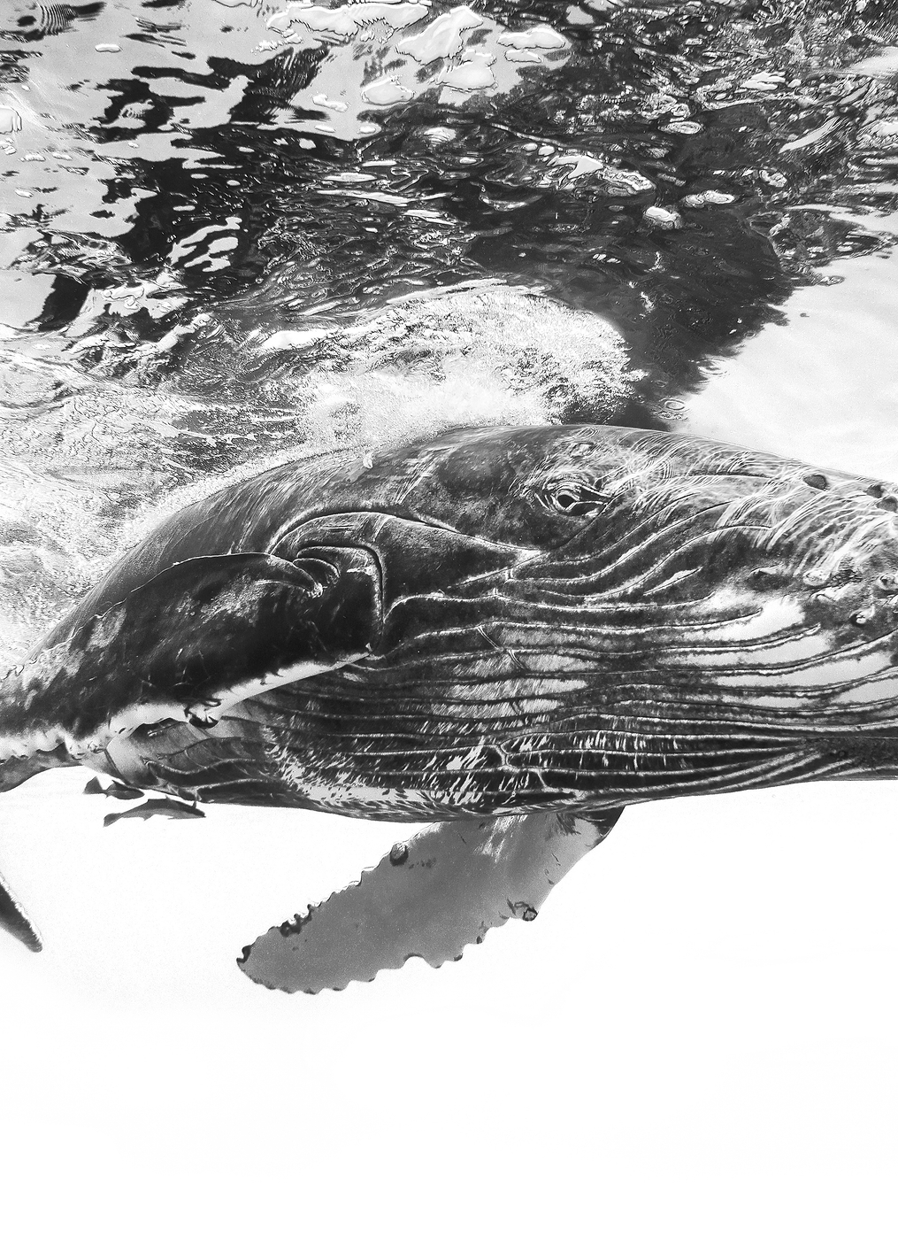 Humpback whale calf: постер из коллекции World Class Photos