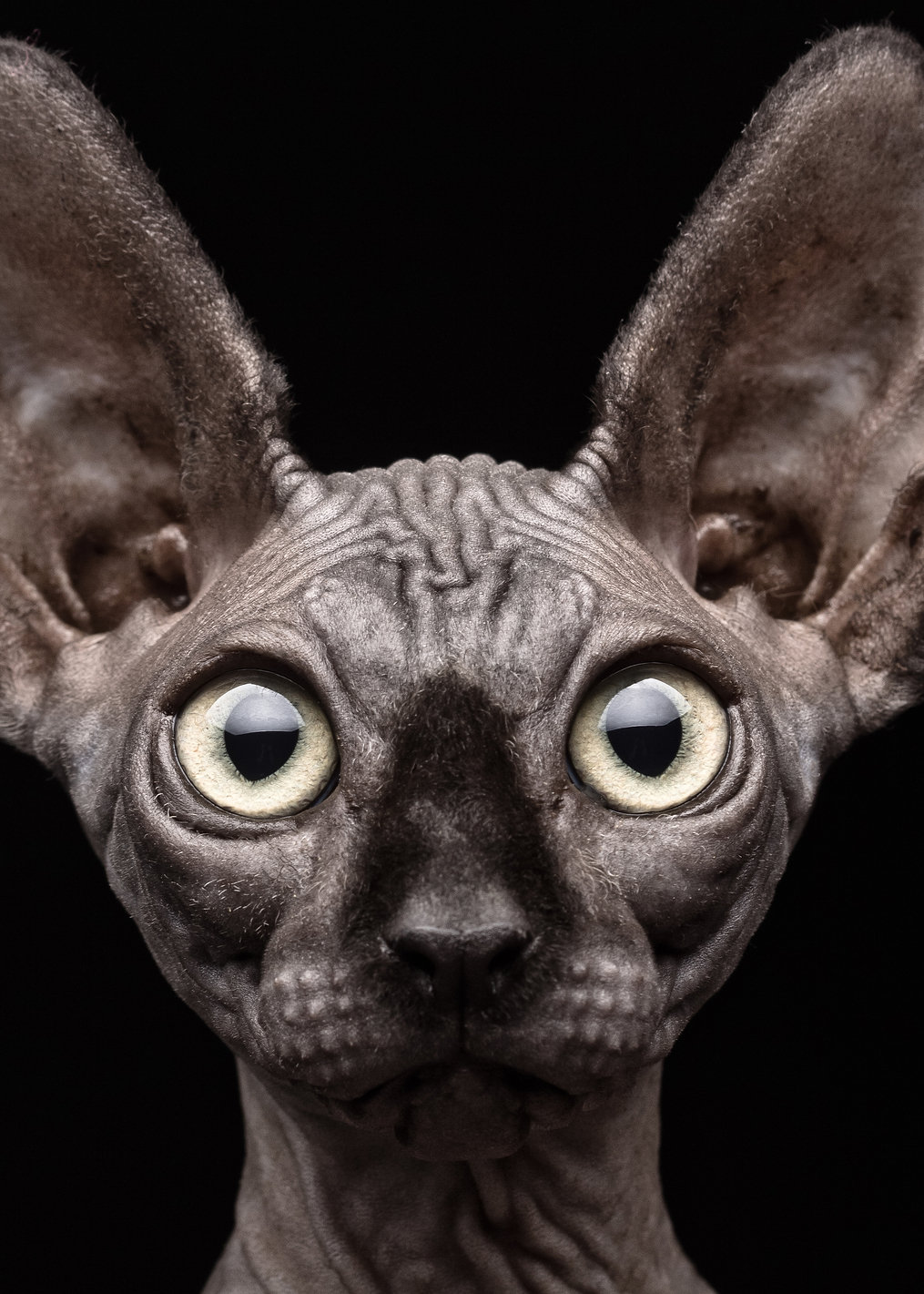 Sphynx Cat: постер из коллекции World Class Photos