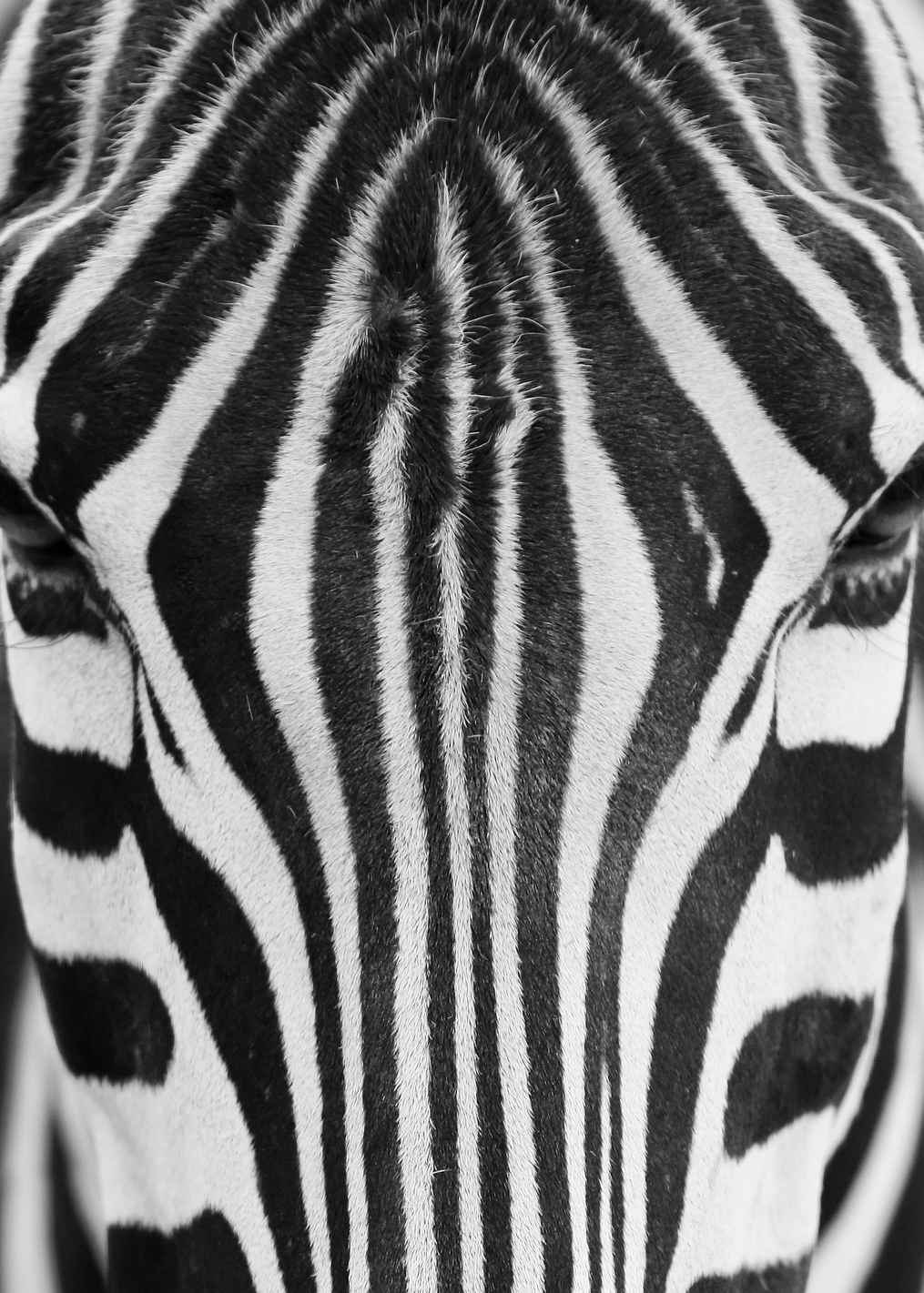 Zebra Stripes: постер из коллекции World Class Photos