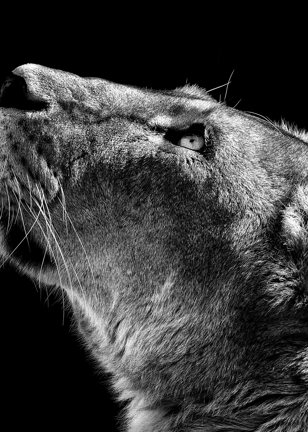 Looking Up: постер из коллекции World Class Photos