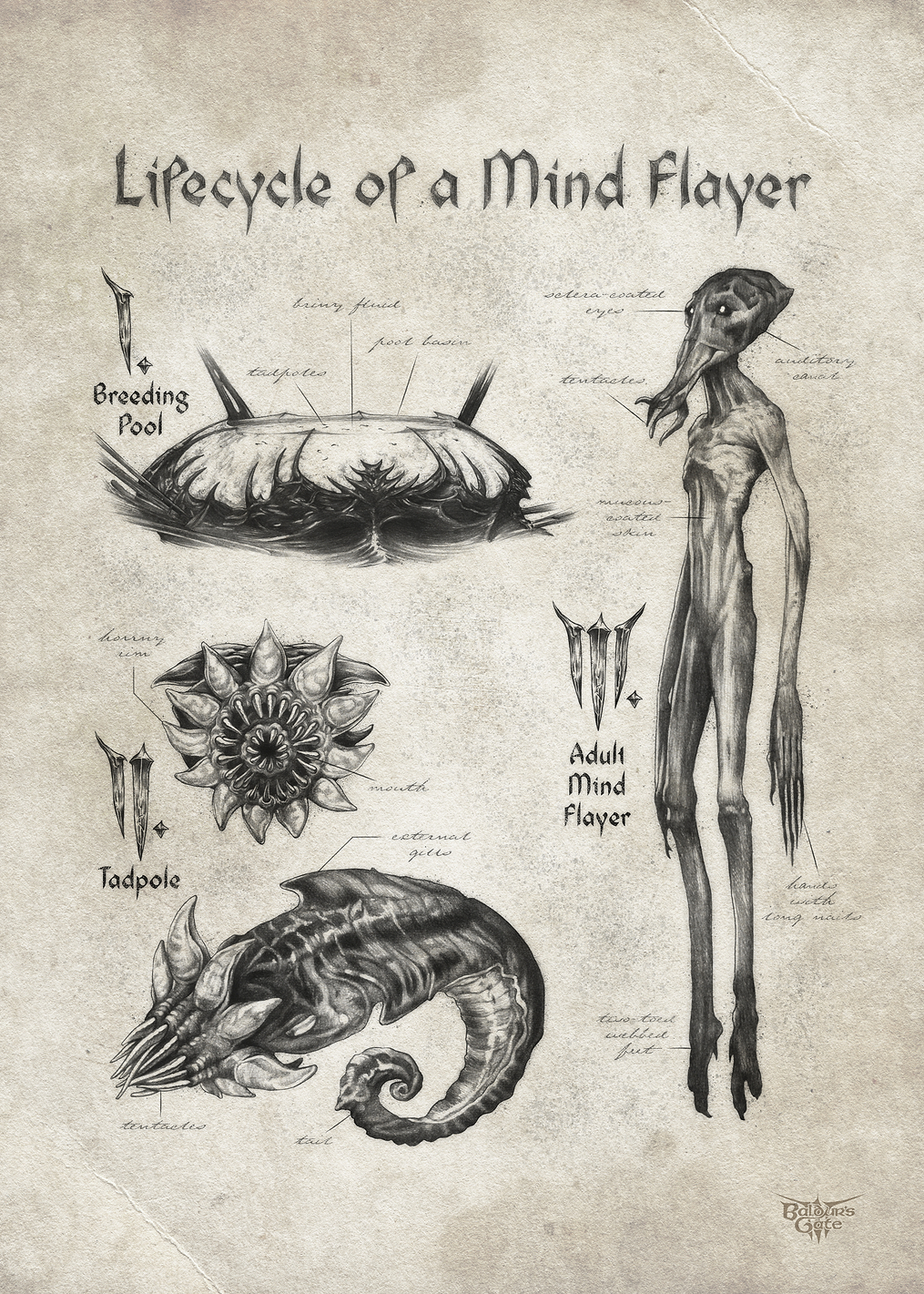 Lifecycle of a Mind Flayer: постер из коллекции Dungeons And Dragons