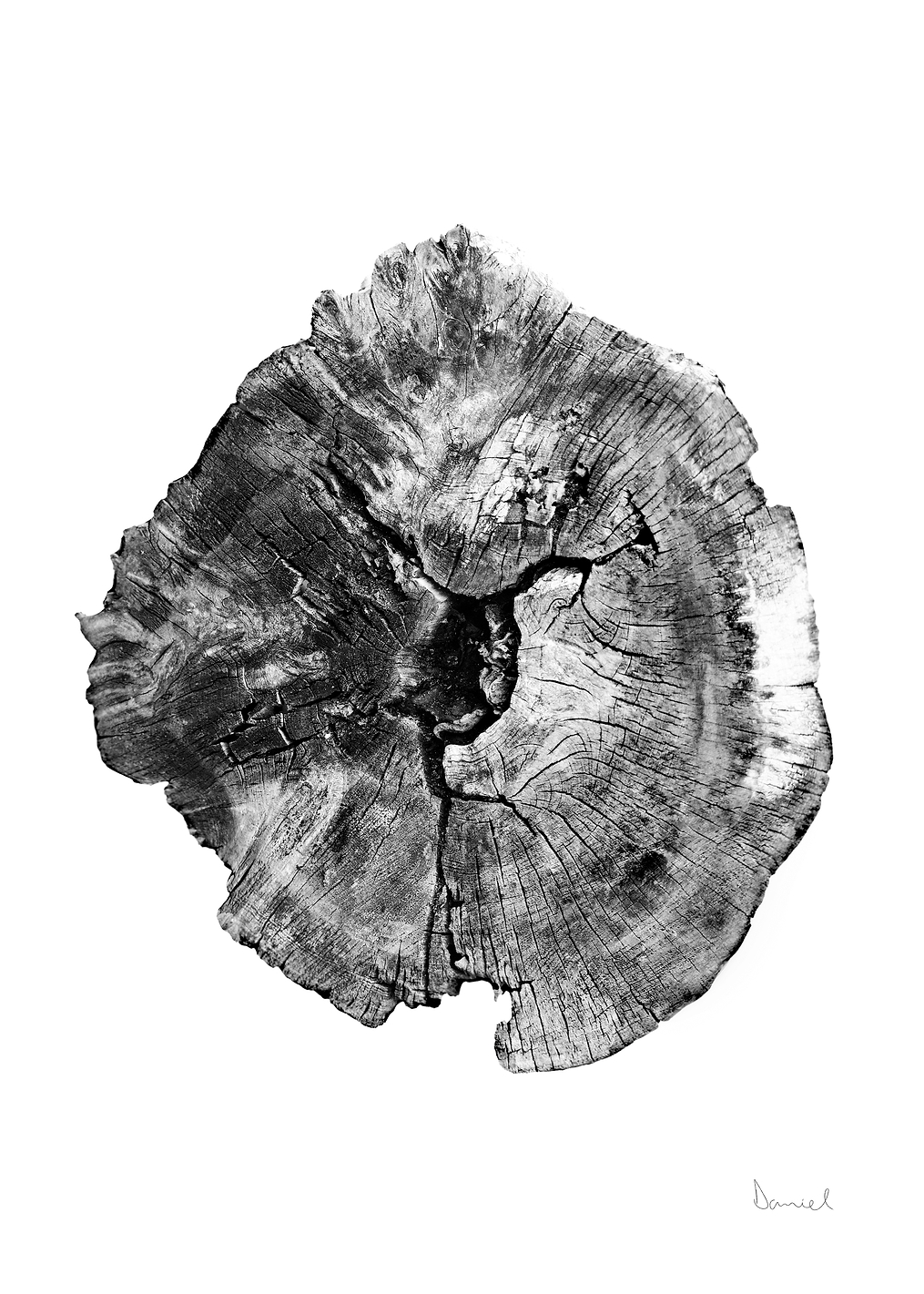 Oak Log: постер из коллекции World Class Photos