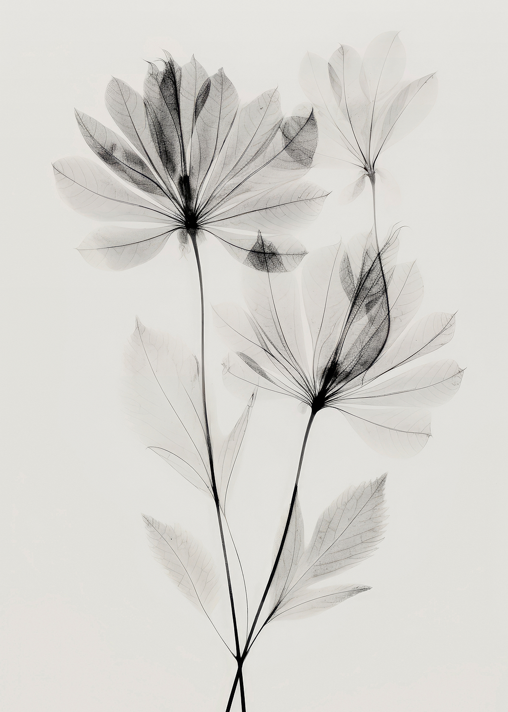 Transparent Botanic No 4: постер из коллекции World Class Photos