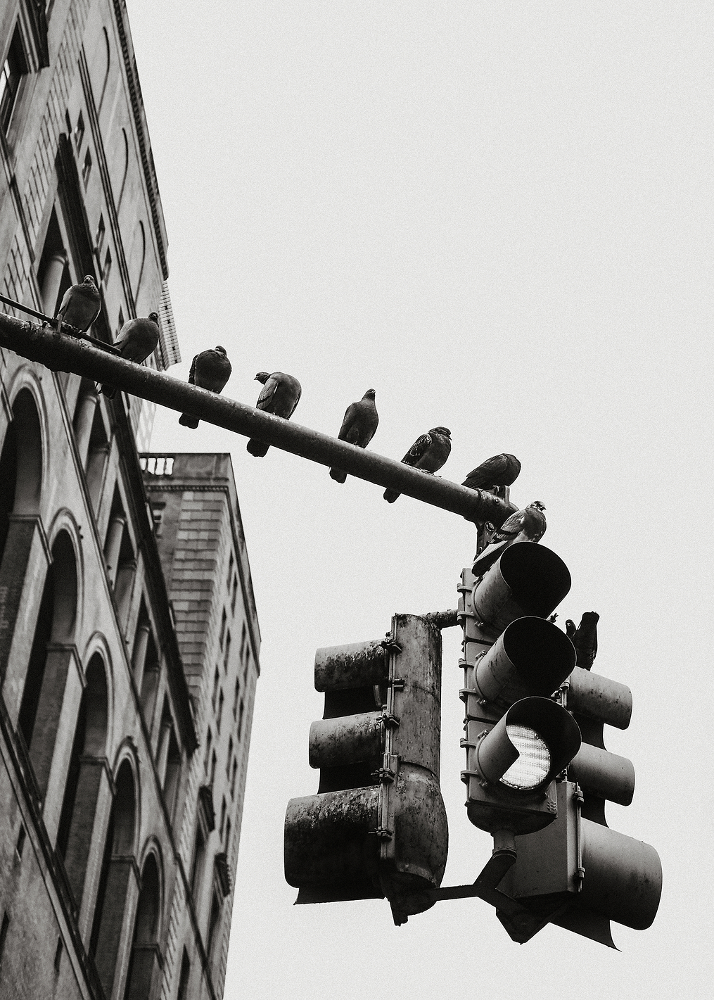 New York City Dove: постер из коллекции World Class Photos