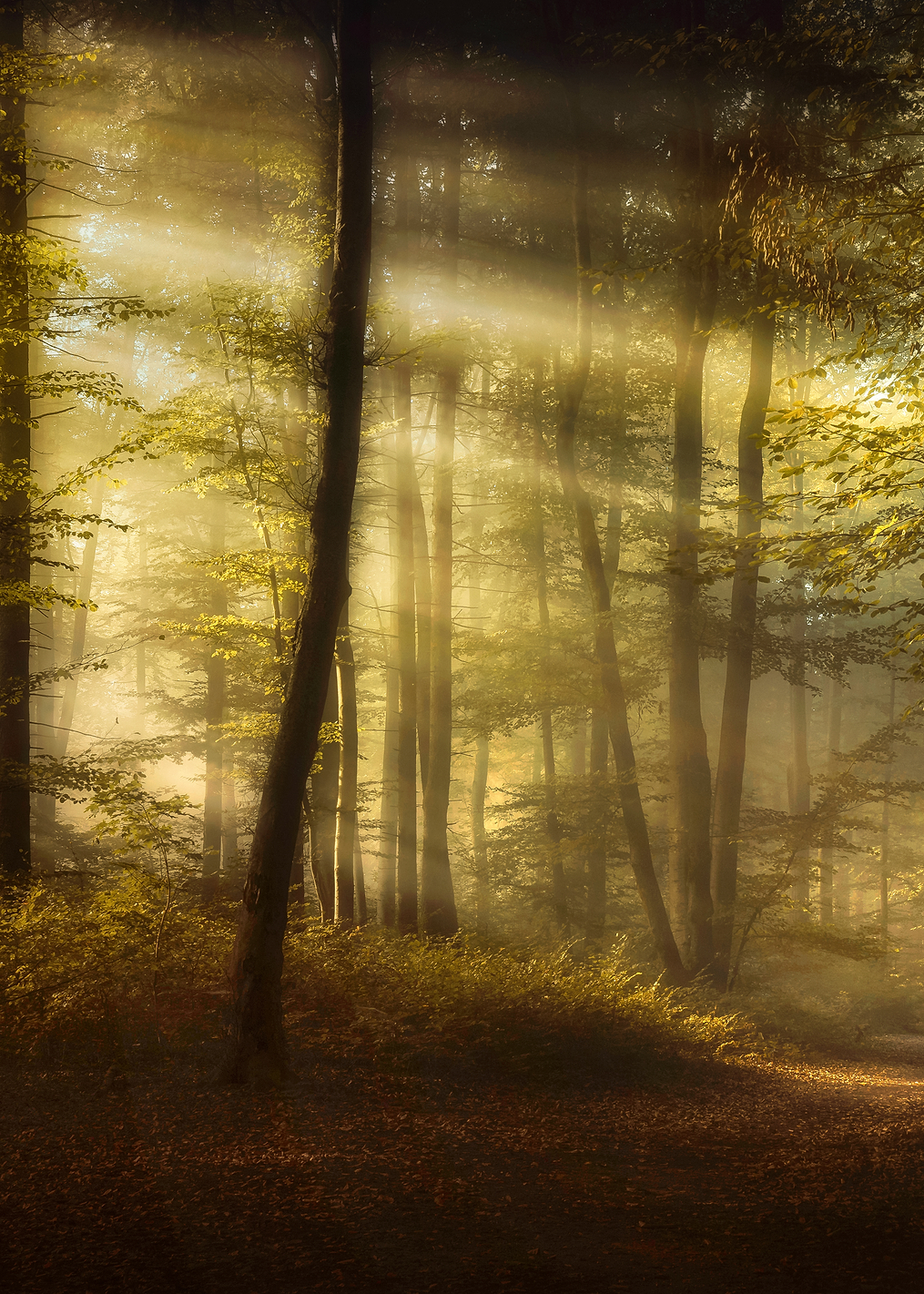 Autumn Morning: постер из коллекции World Class Photos