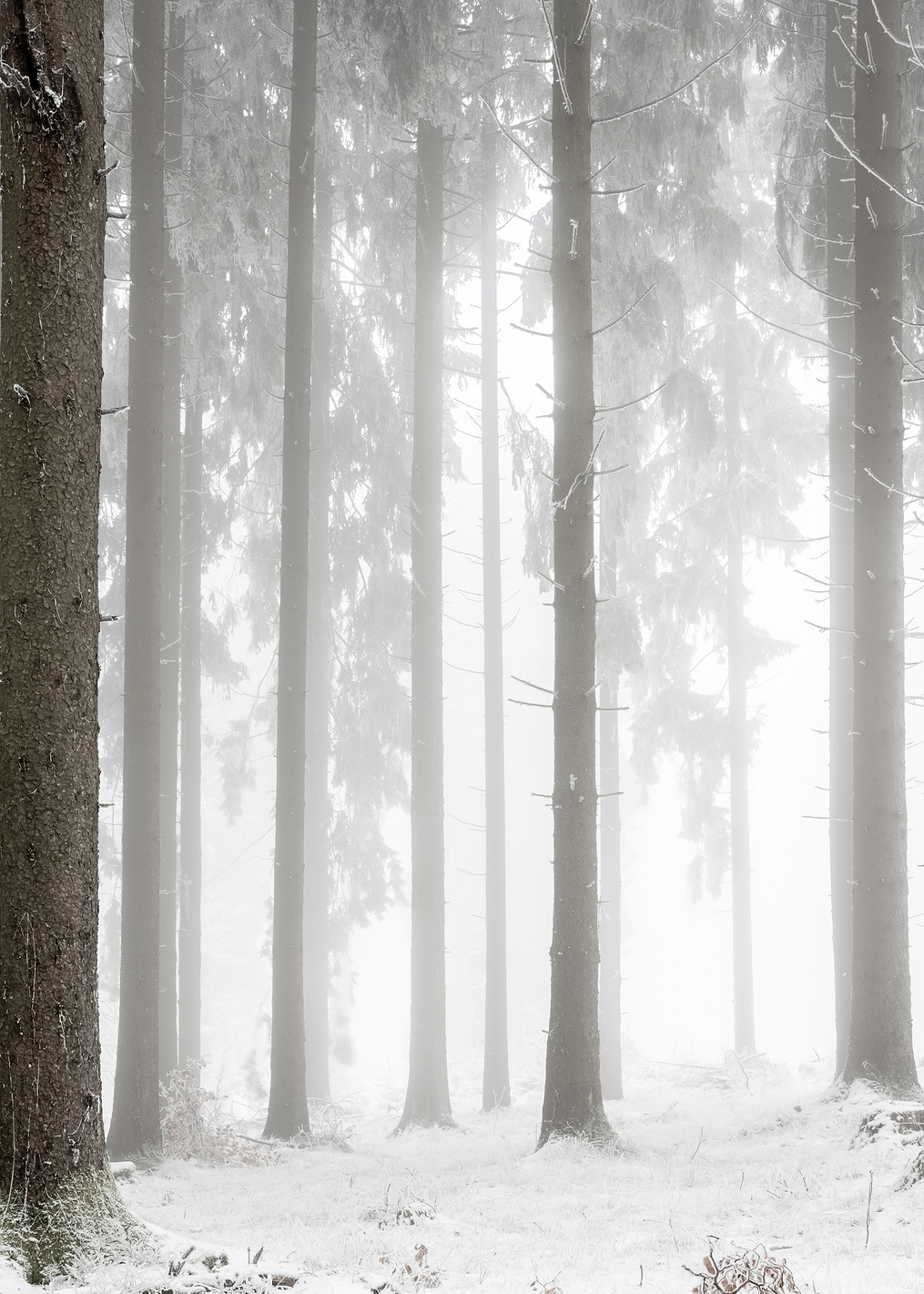 Winter Forest: постер из коллекции World Class Photos