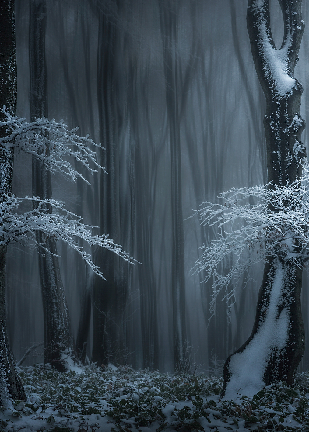 Jungle in the Balkans: постер из коллекции World Class Photos