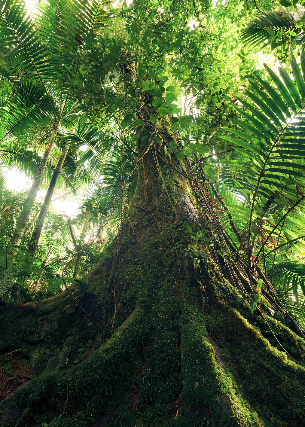 Walking in the Jungle: постер из коллекции World Class Photos