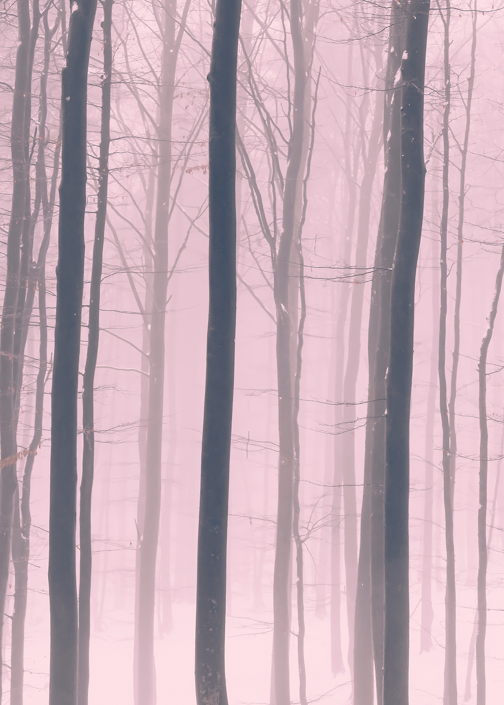 Winter Haze: постер из коллекции World Class Photos