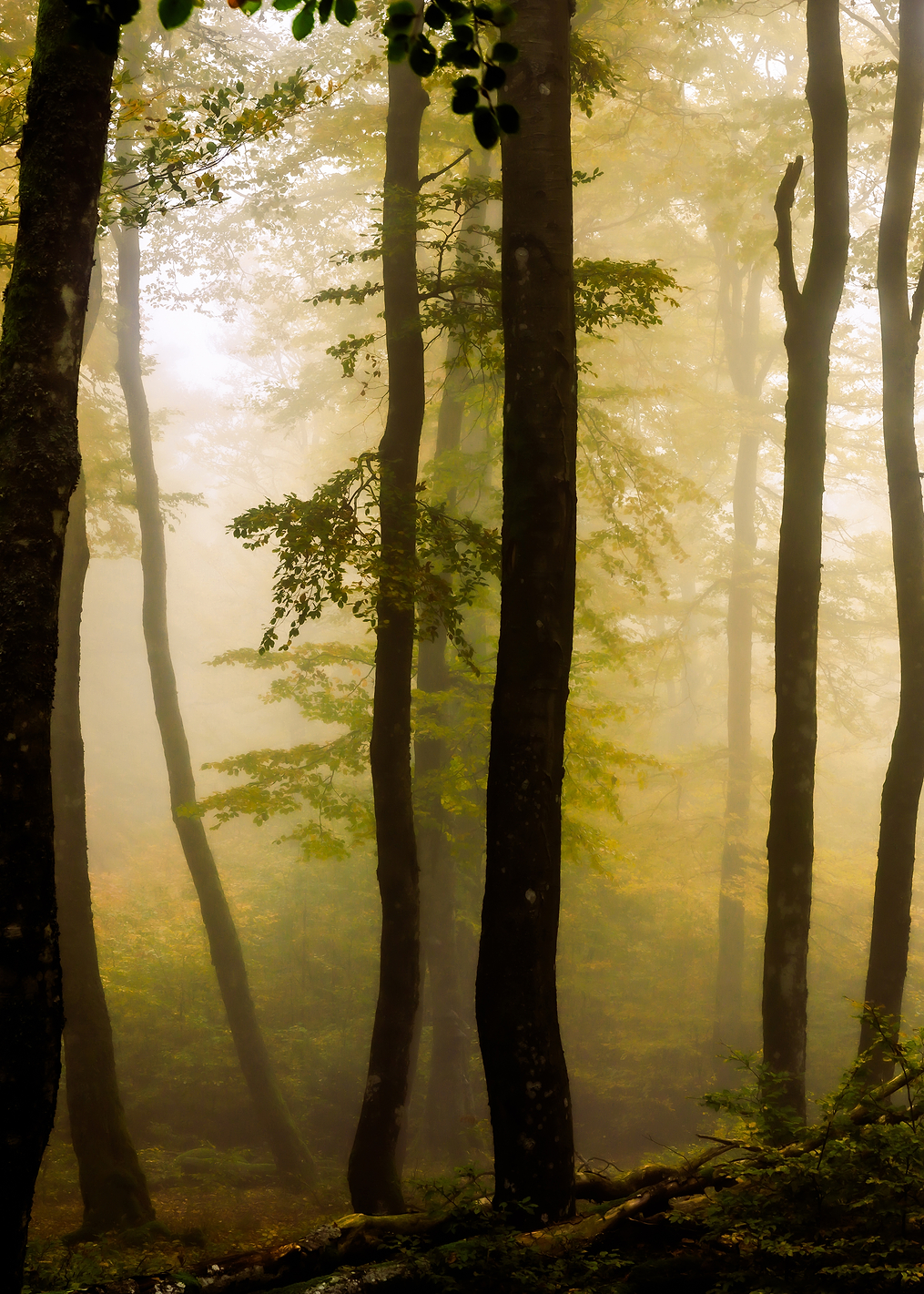 Morning light: постер из коллекции World Class Photos