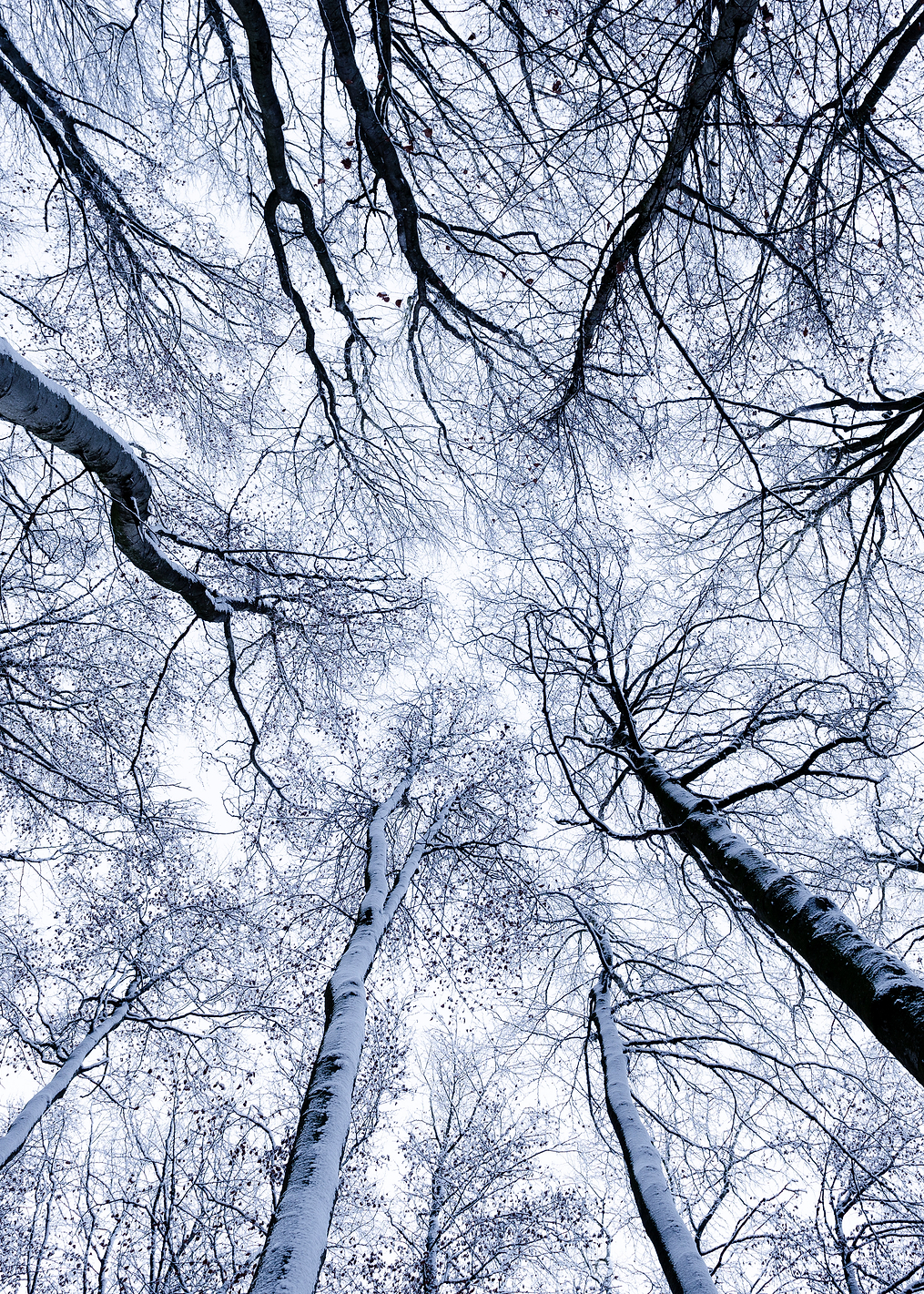 Looking Up: постер из коллекции World Class Photos