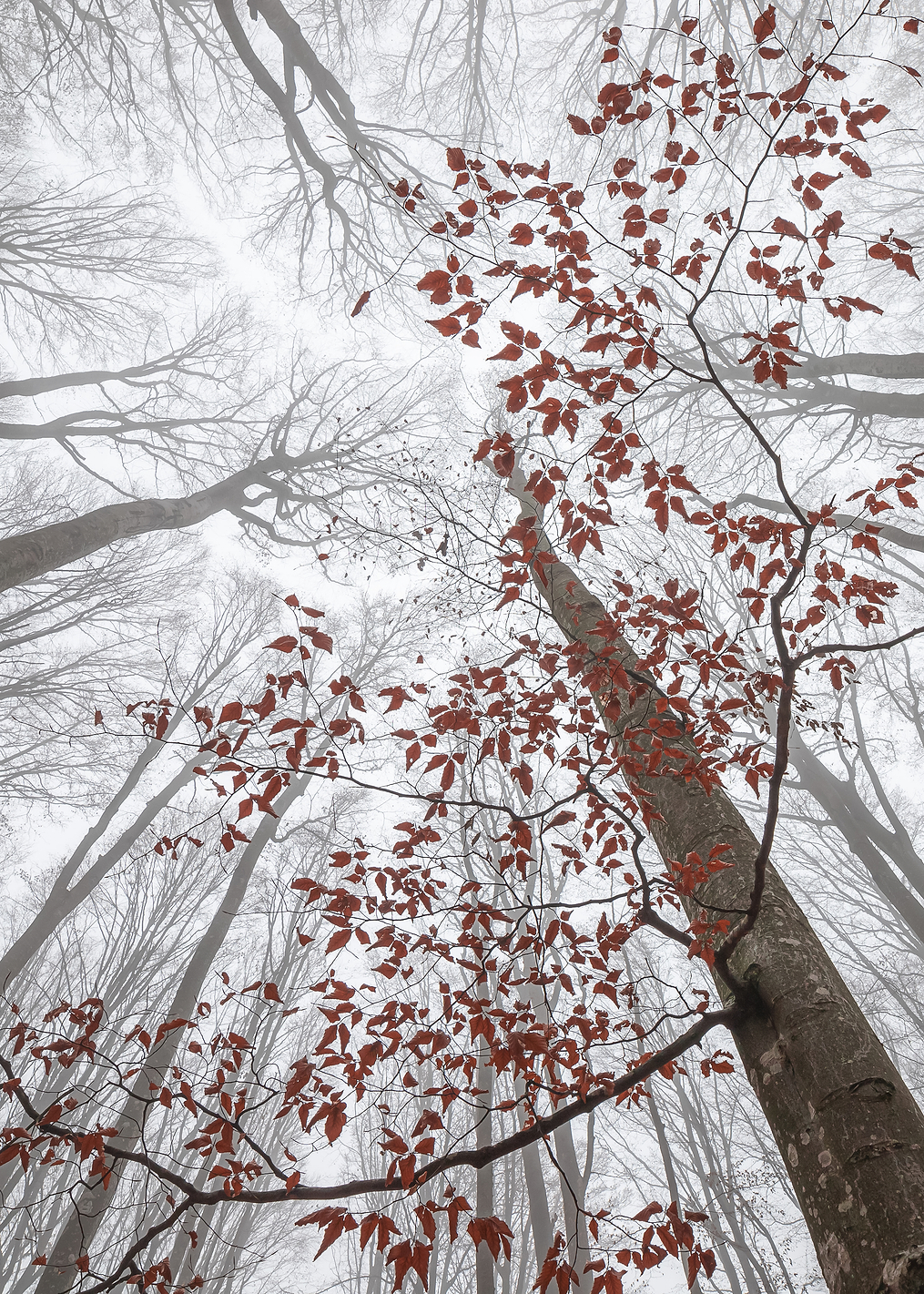 A wisp of fall: постер из коллекции World Class Photos