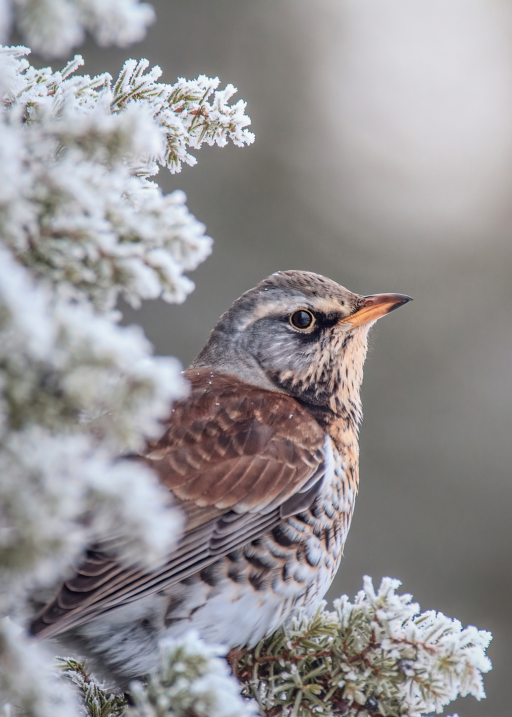 Fieldfare in Winter: постер из коллекции World Class Photos